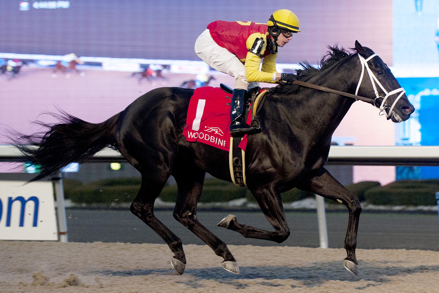 Kingsport wins the 2017 Sir Barton Stakes