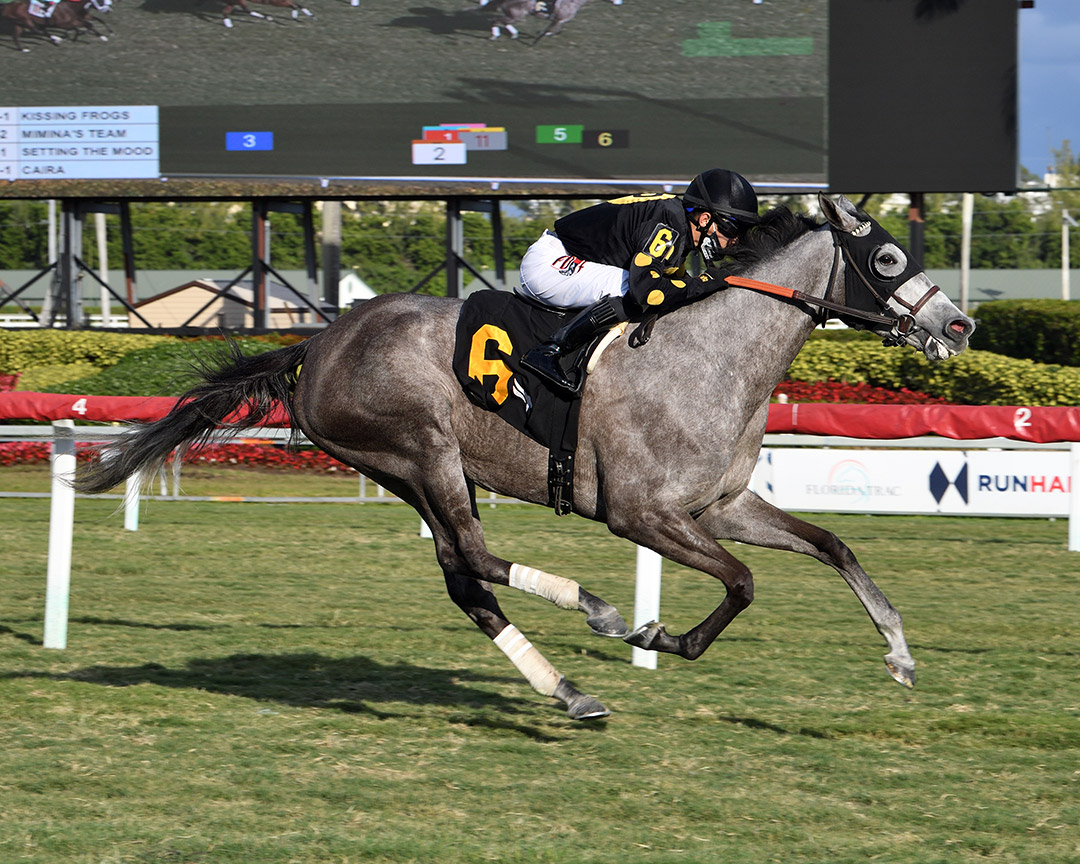 Kissing Frogs wins a Dec. 27 allowance at Gulfstream Park