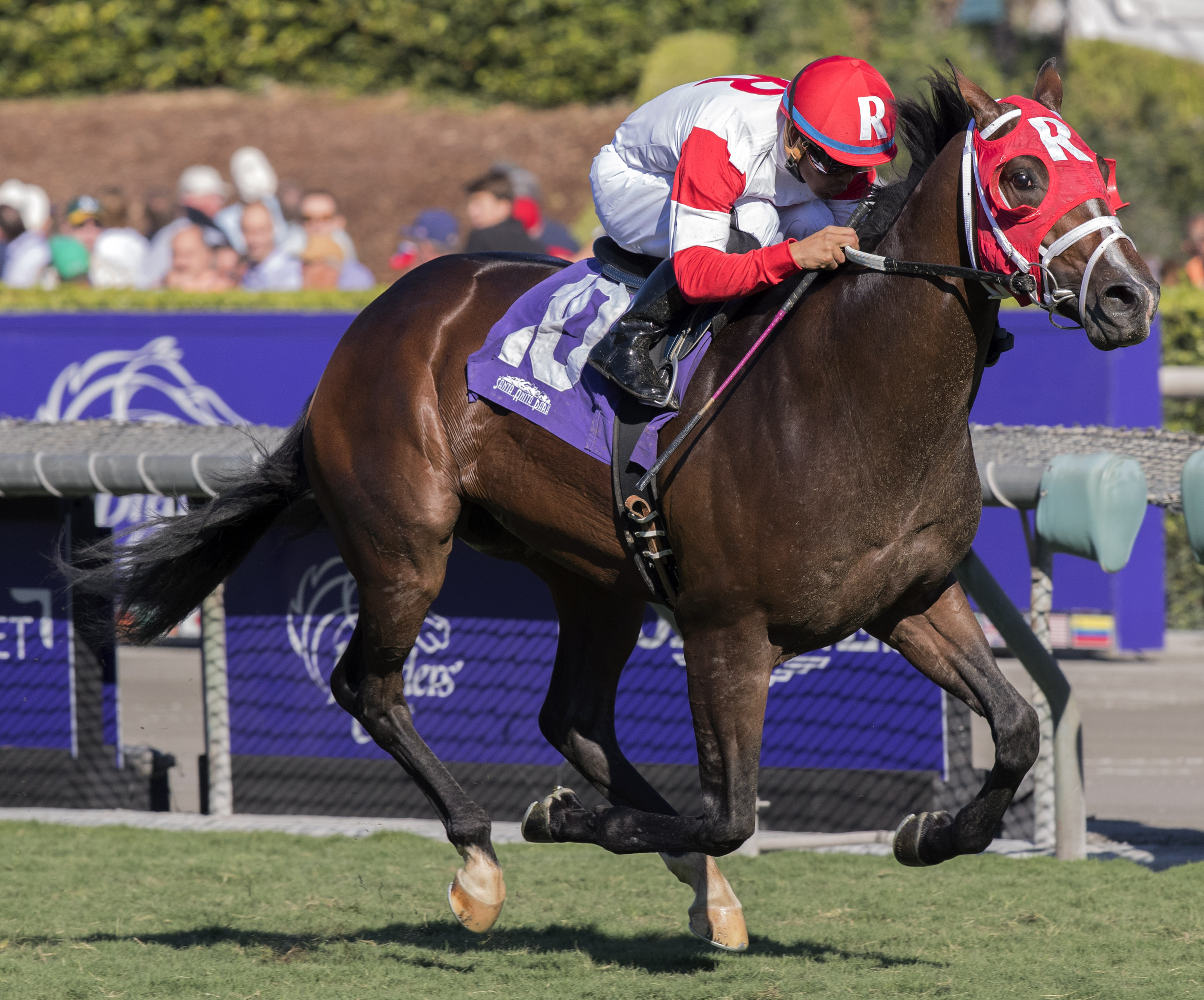 Kitten's Cat wins the Juvenile Turf Sprint
