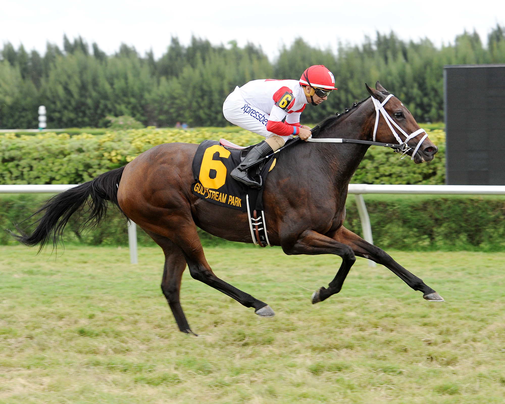 Kitten's Dumplings wins the Little Miss Magic Stakes