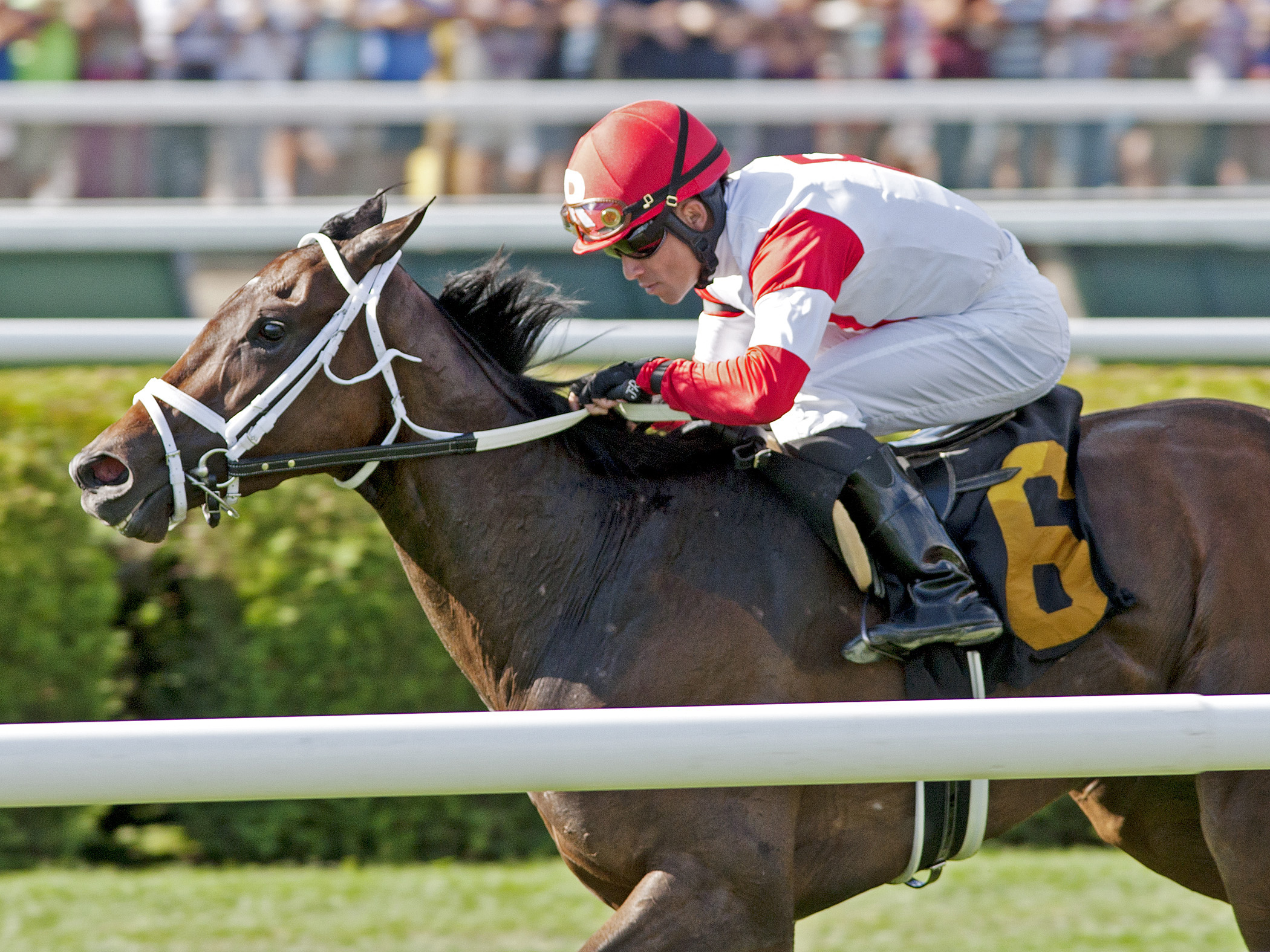 Kitten's Dumplings, Lake George Stakes