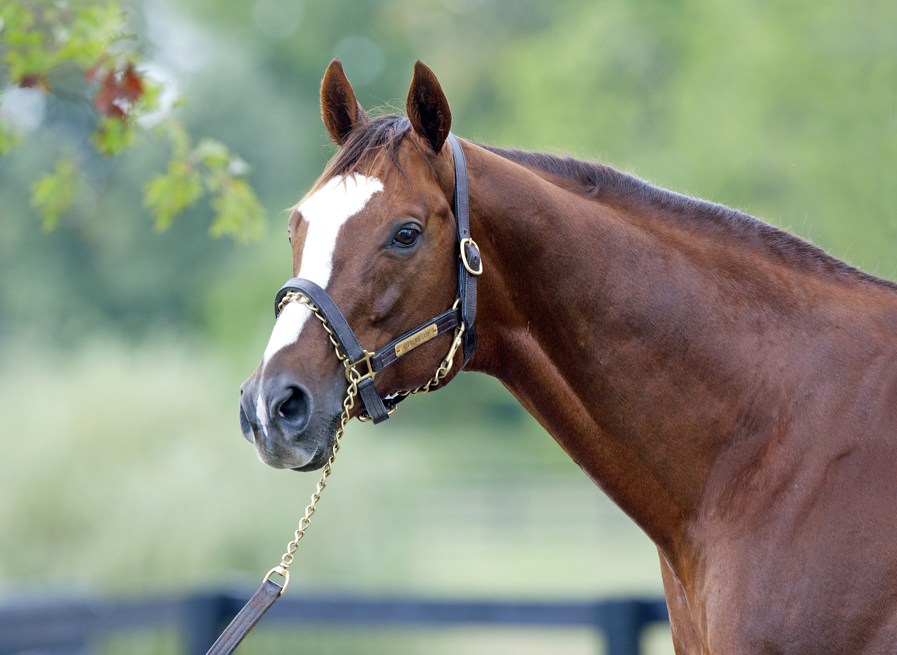 Kitten's Joy at Ramsey Farm in 2013