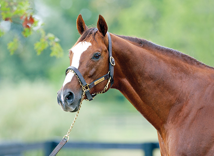 Kitten-s Joy at Ramsey Farm 2013