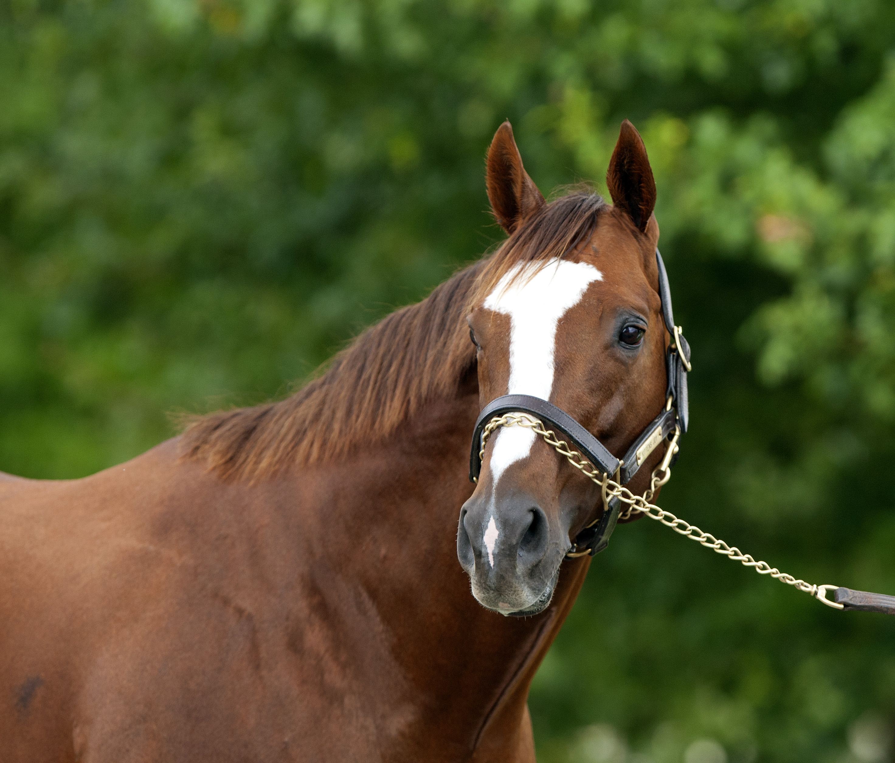 Kitten's Joy at Ramsey Farm