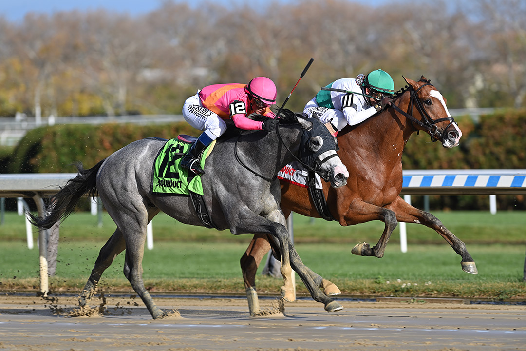 Kitten Mischief (right) wins a Nov. 12 maiden race at Aqueduct