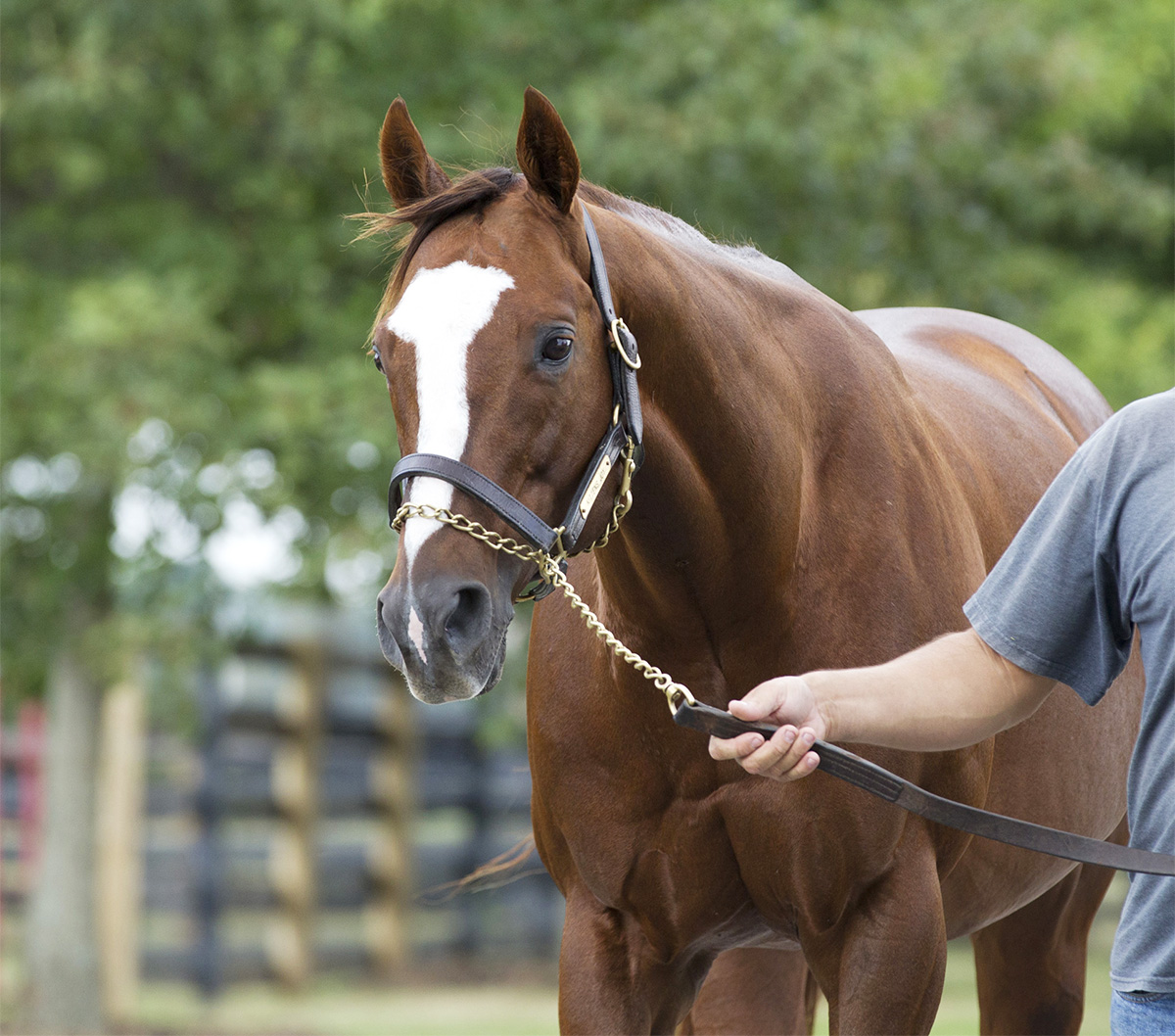 Kitten-s Joy at Ramsey Farm in 2013