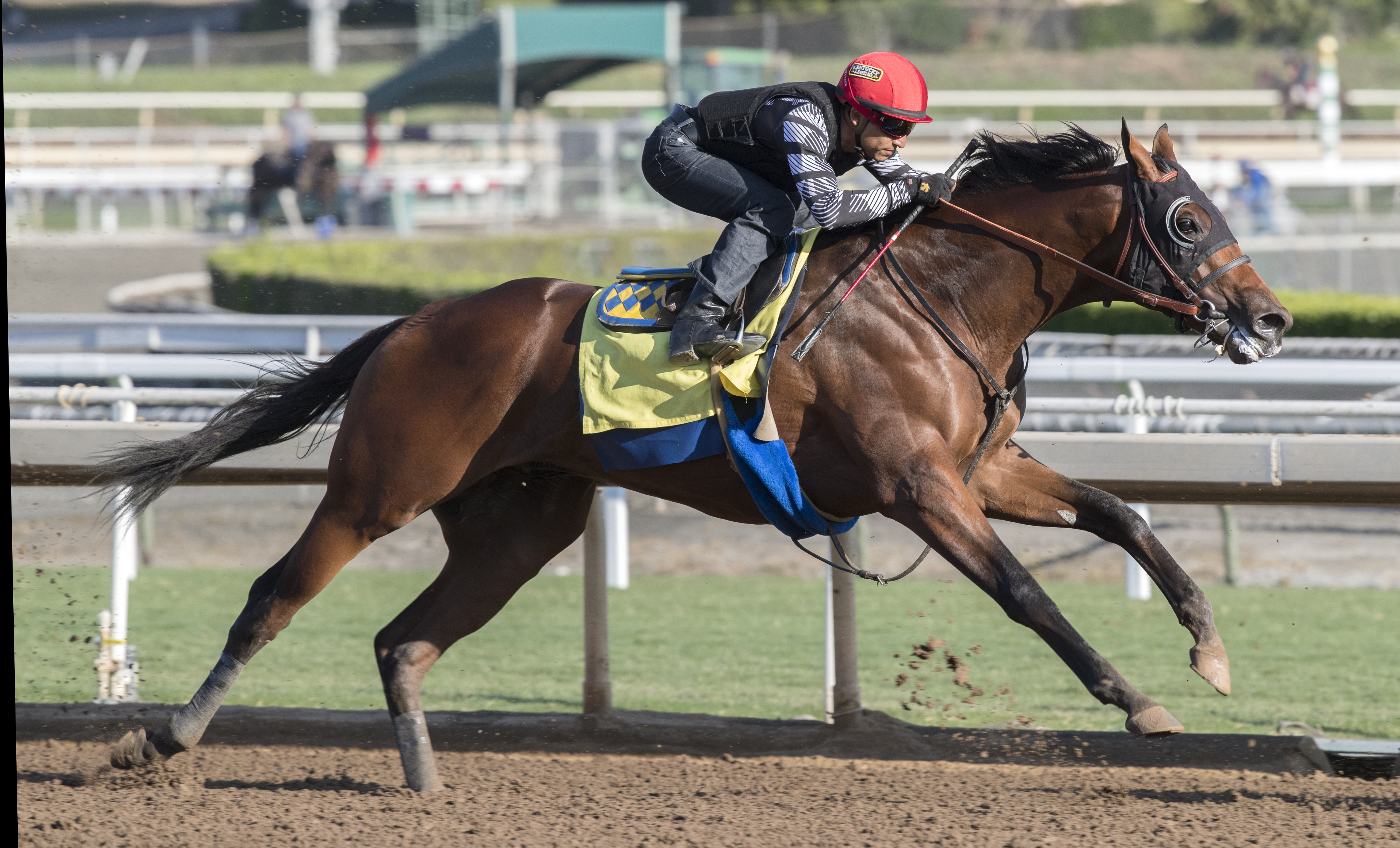Klimt trains at Santa Anita on Oct. 25, 2016