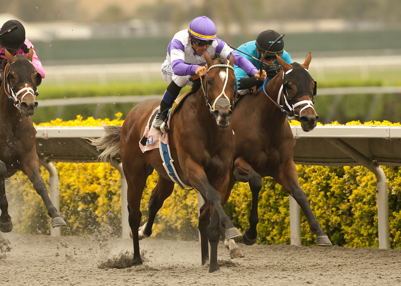 Know More/Best Pal Stakes