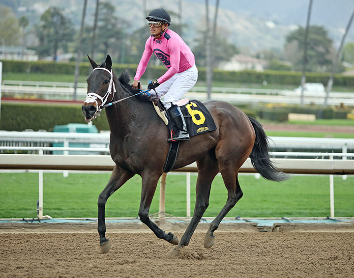 Kookie Gal finished sixth in a Feb. 9 allowance at Santa Anita
