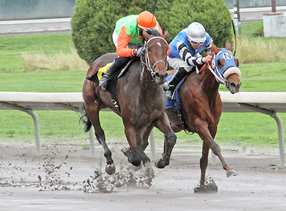 Kozzys Kitkat wins a maiden race