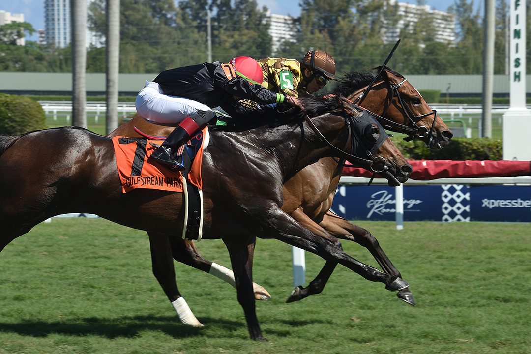 Breaking the Rules (7) finishes second to Krampus in the 2019 Canadian Turf Stakes