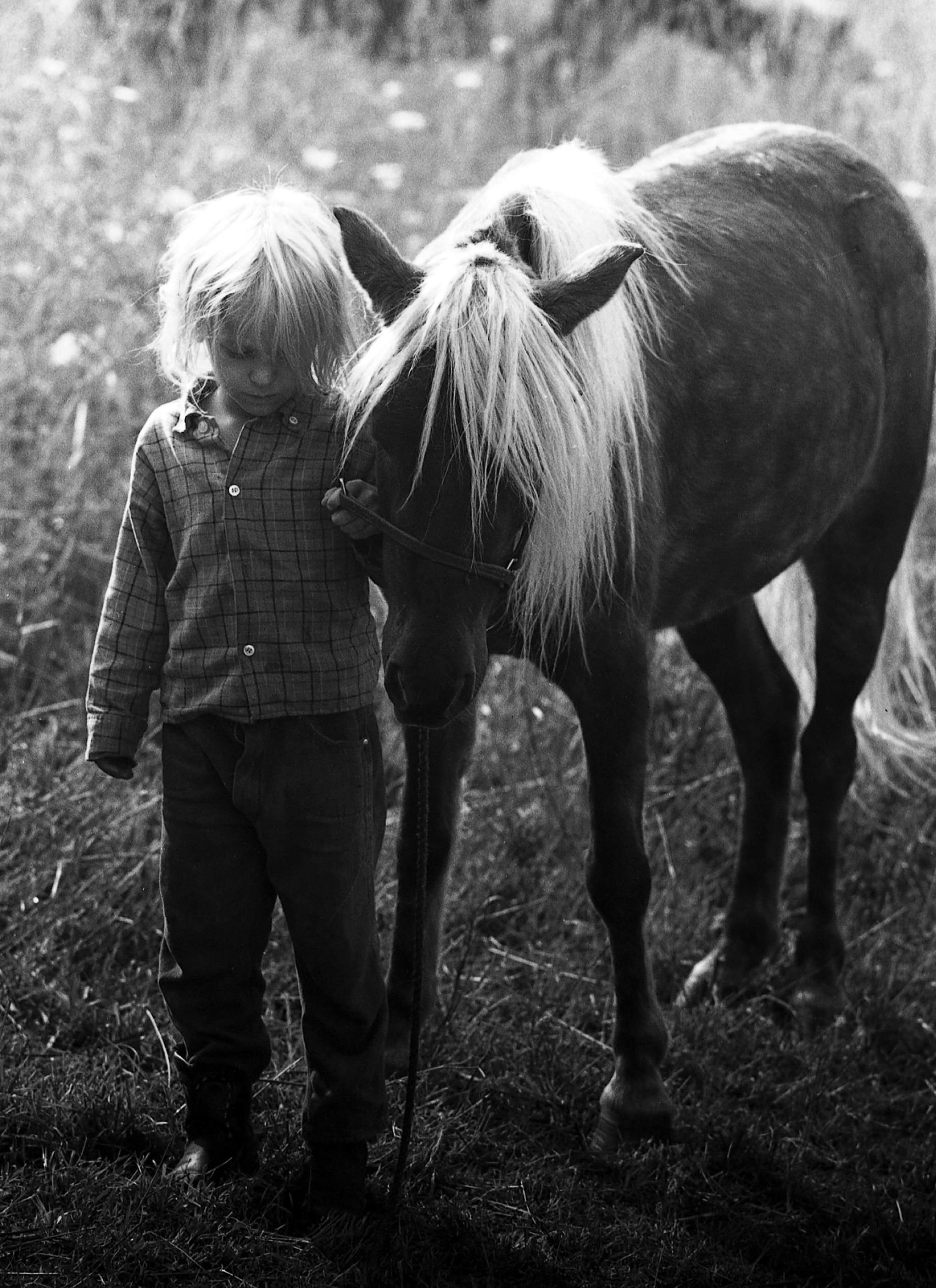 Julie Krone Shetland pony
