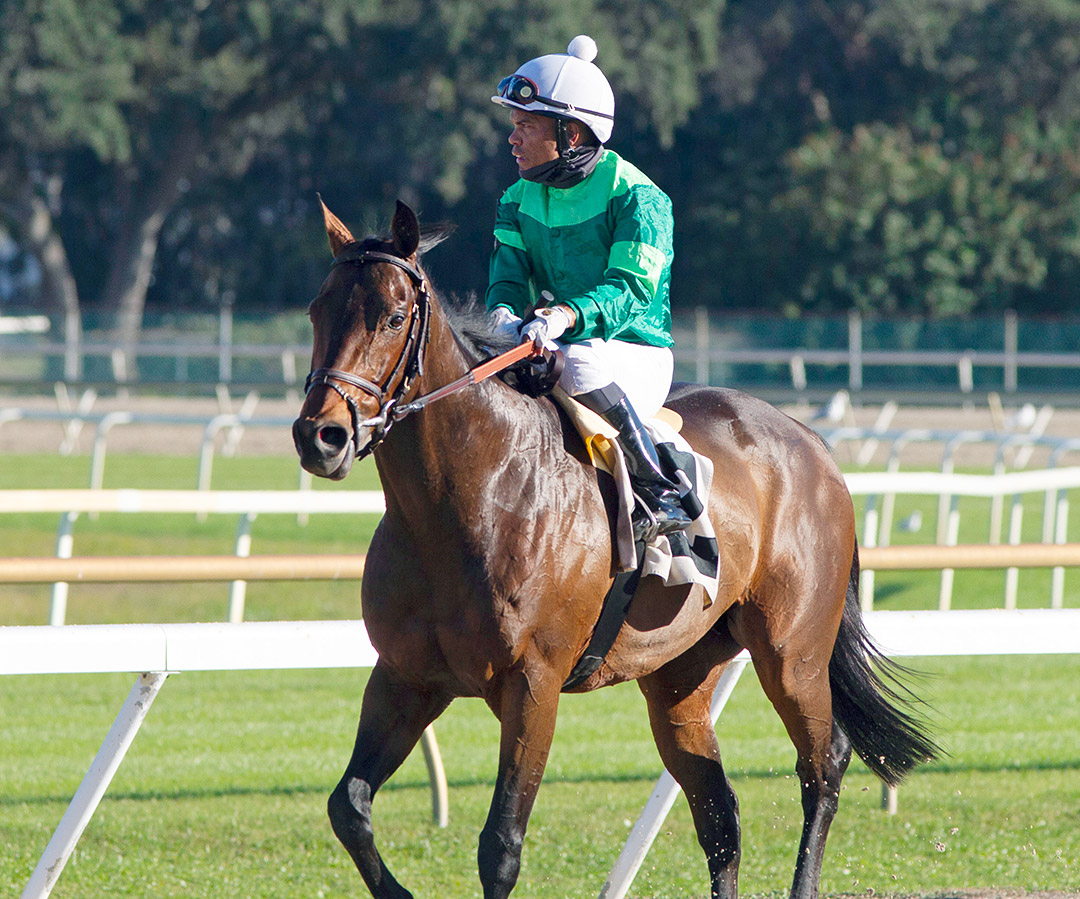Kuramata at Tampa Bay Downs in January 2022