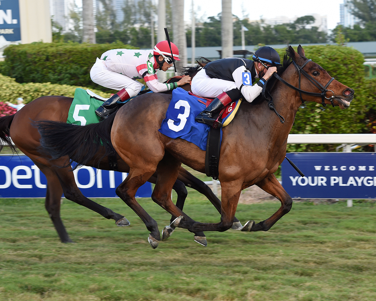Kylla Instinct wins a Dec. 20 allowance race at Gulfstream