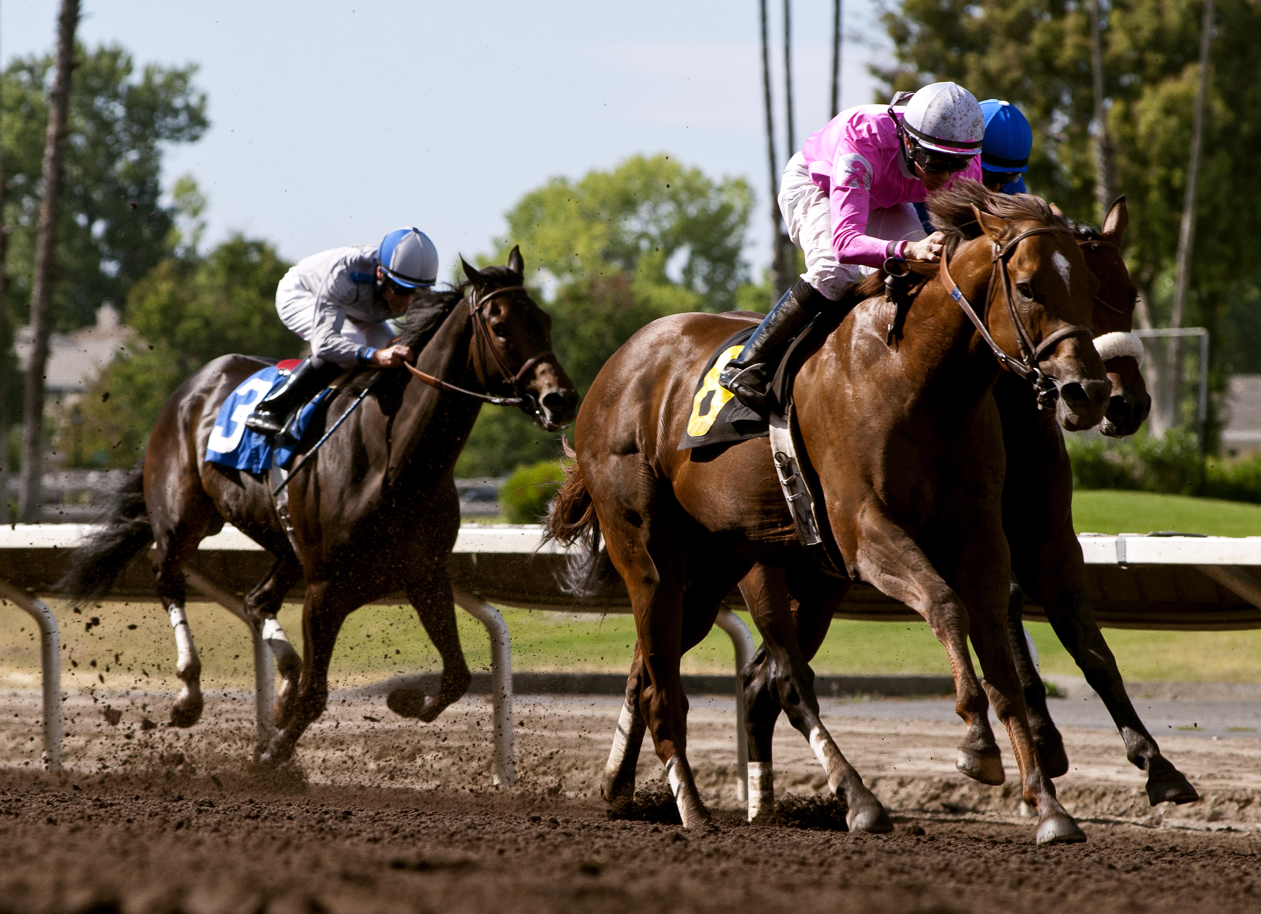 Longview Drive wins 2014 Oak Tree