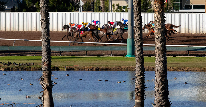 Racing at Los Alamitos Race, 2019