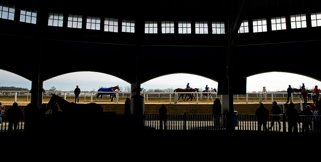 Laurel Park paddock in February 2020