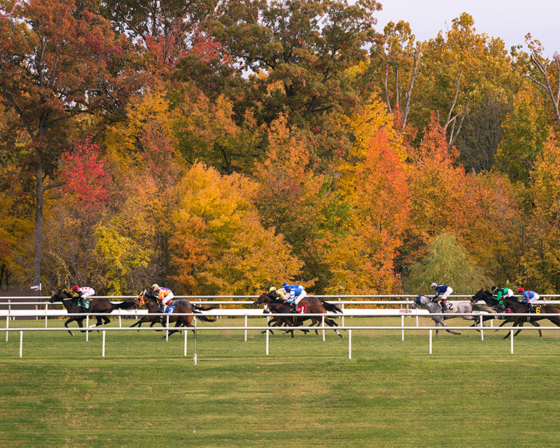 Laurel Park turf racing