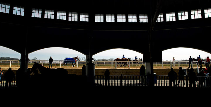 Laurel Park paddock