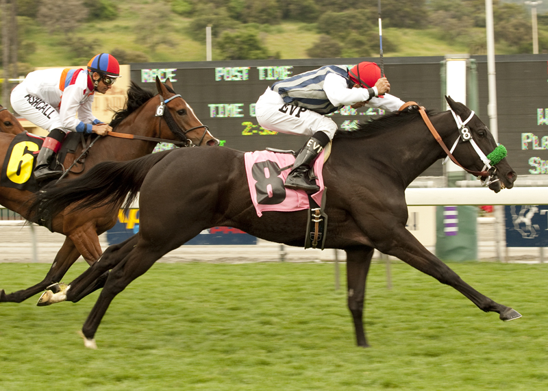 La Nez/Irish O'Brien