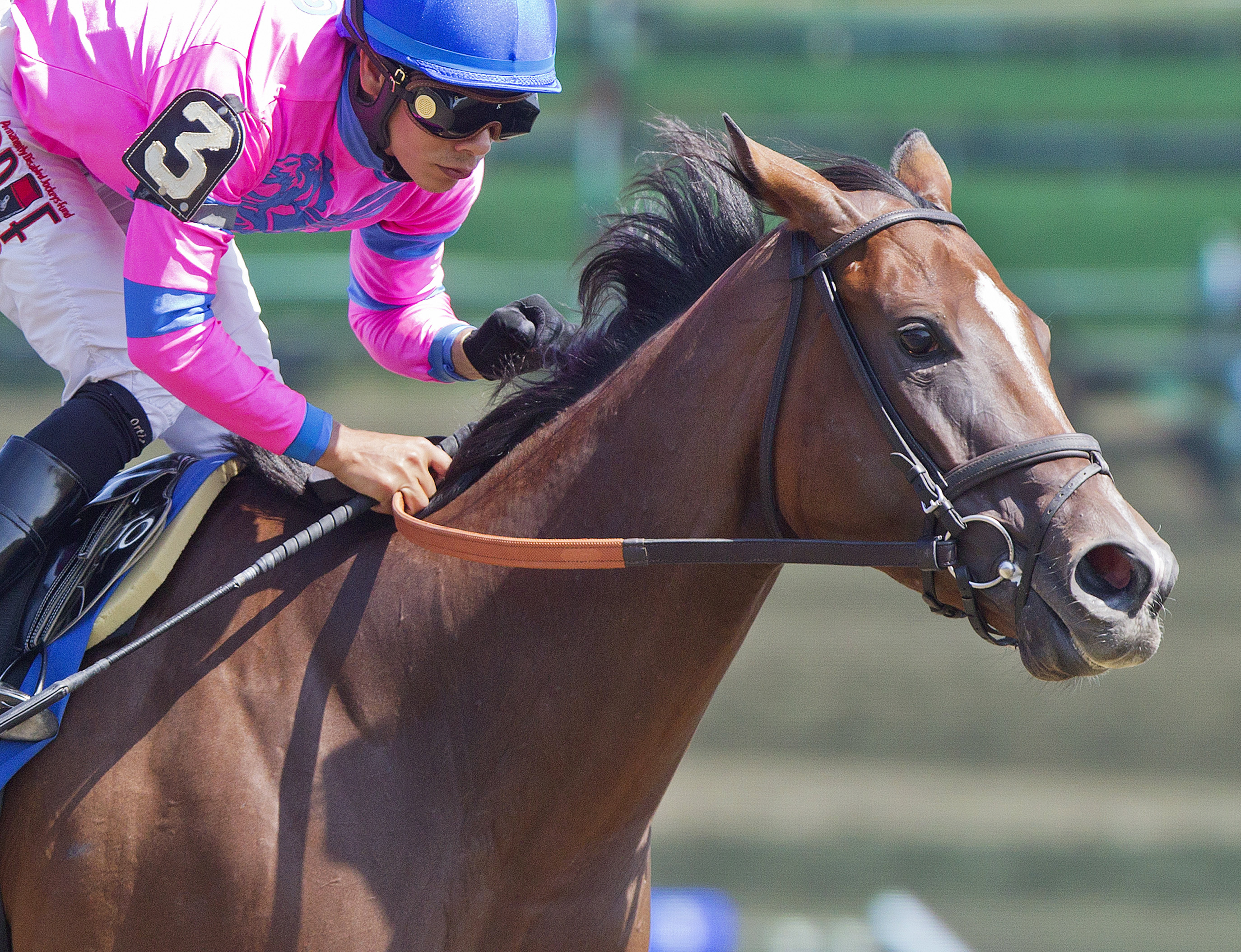 La Verdad wins the 2015 Honorable Miss