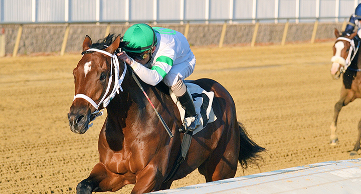 Laddie Liam wins the 2019 Maryland Juvenile Futurity Stakes at Laurel Park