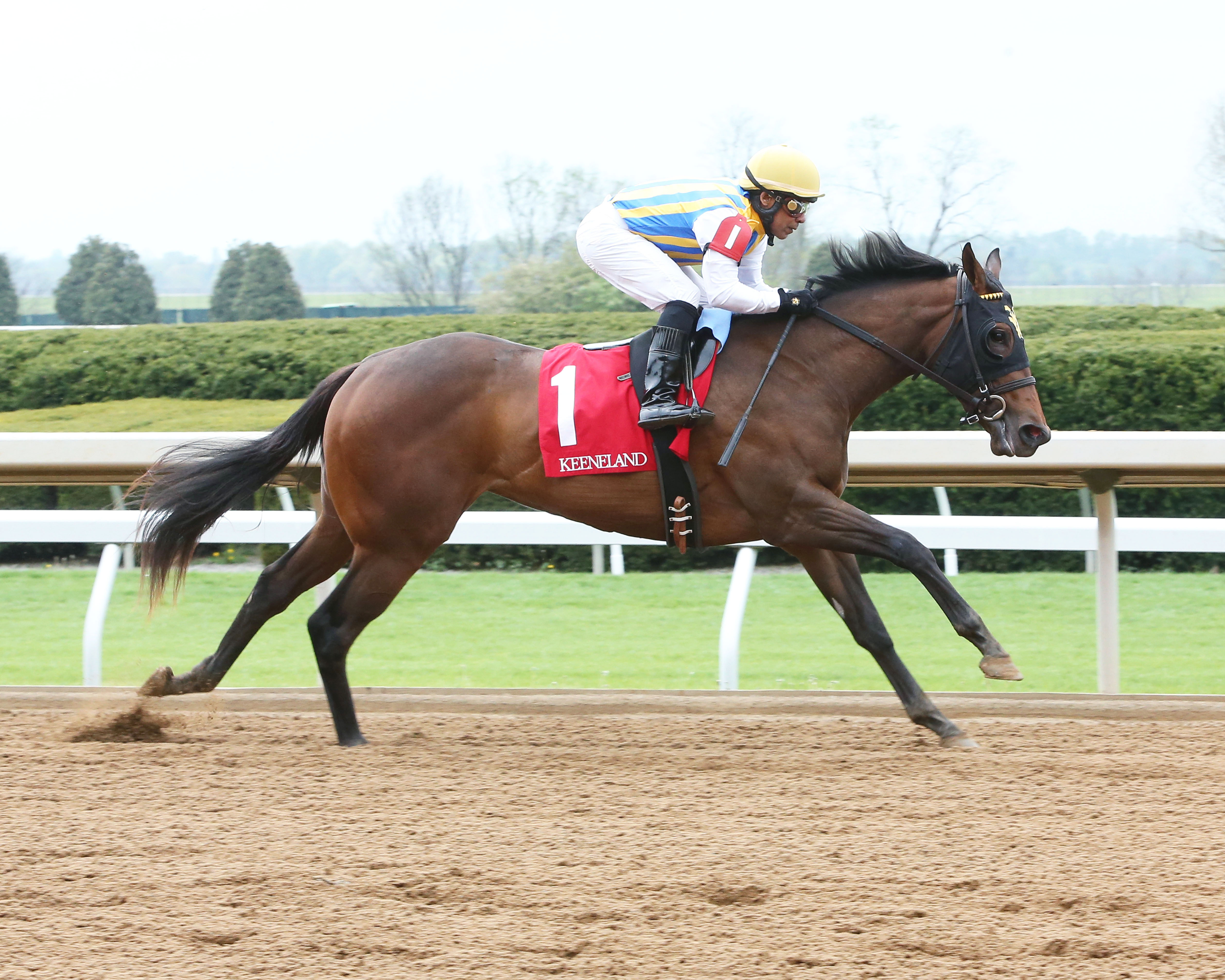 Lady Aurelia wins a maiden race