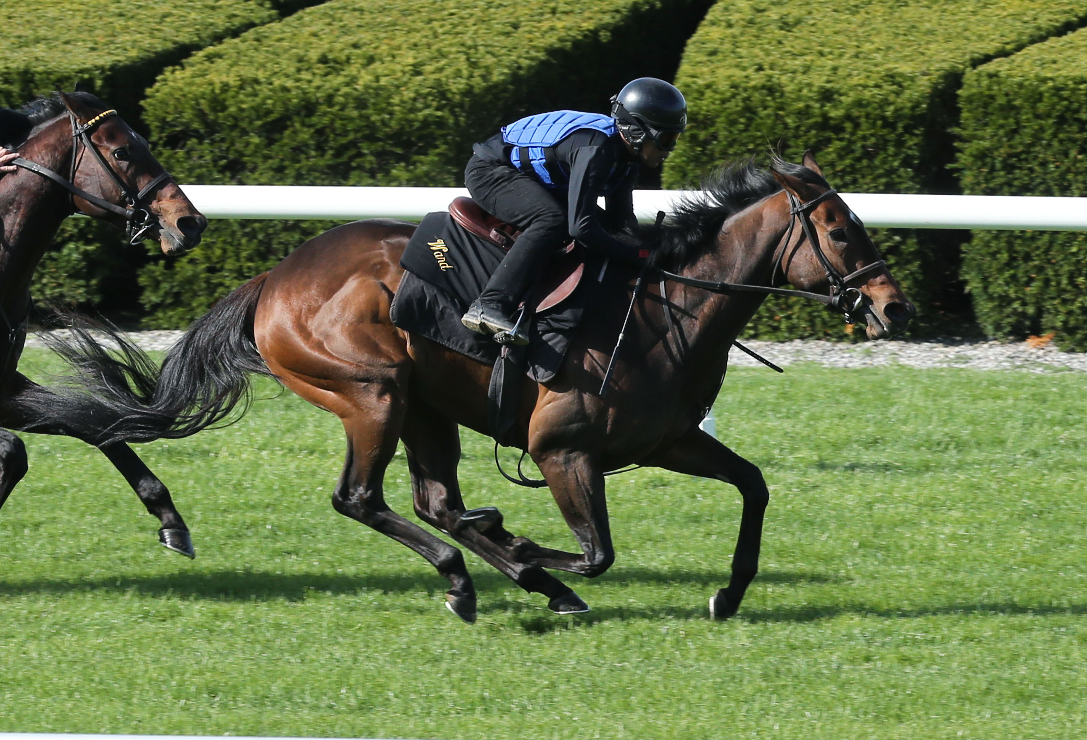 Lady Aurelia trains on April 9 at Keeneland