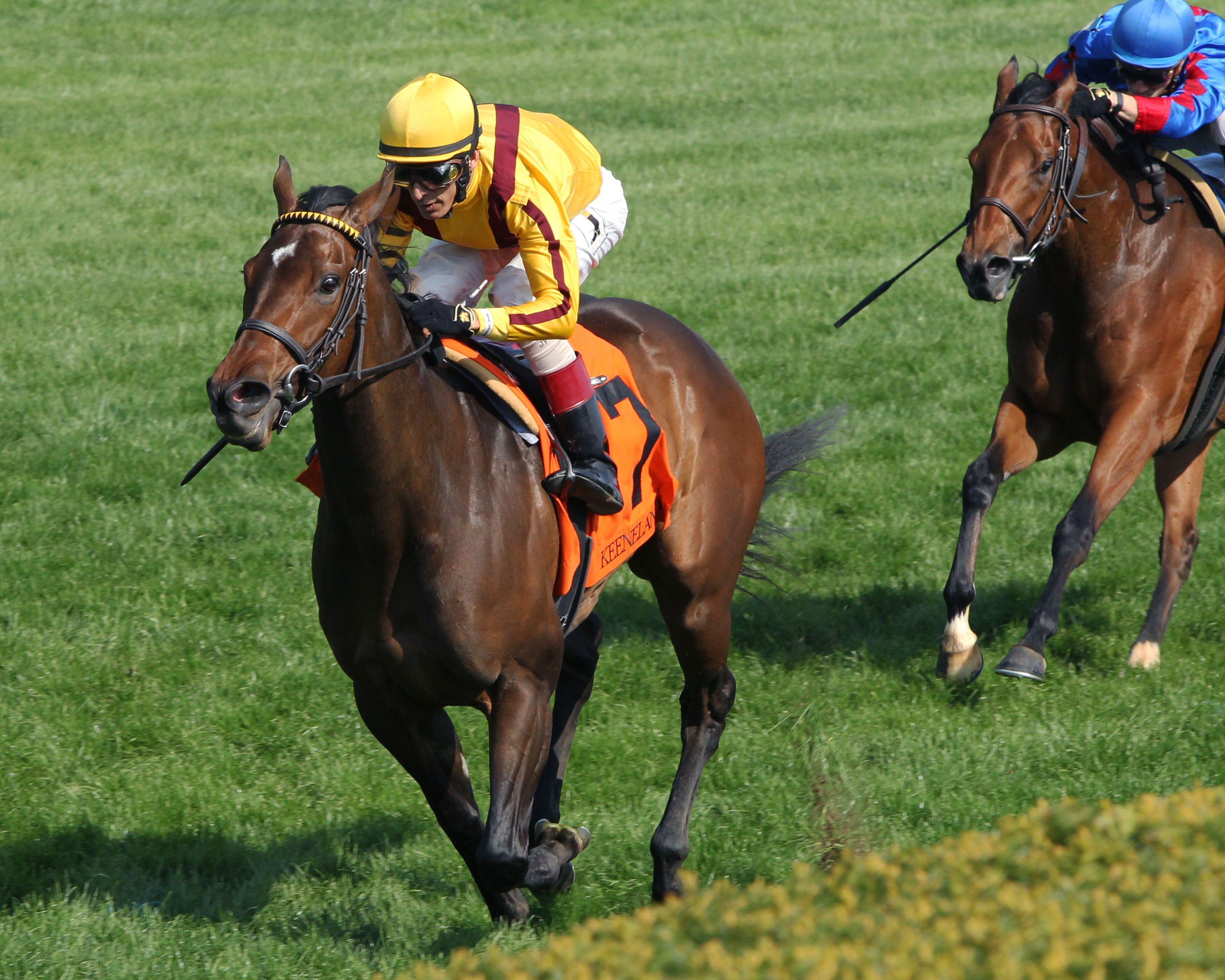 Lady Aurelia wins the Giant's Causeway