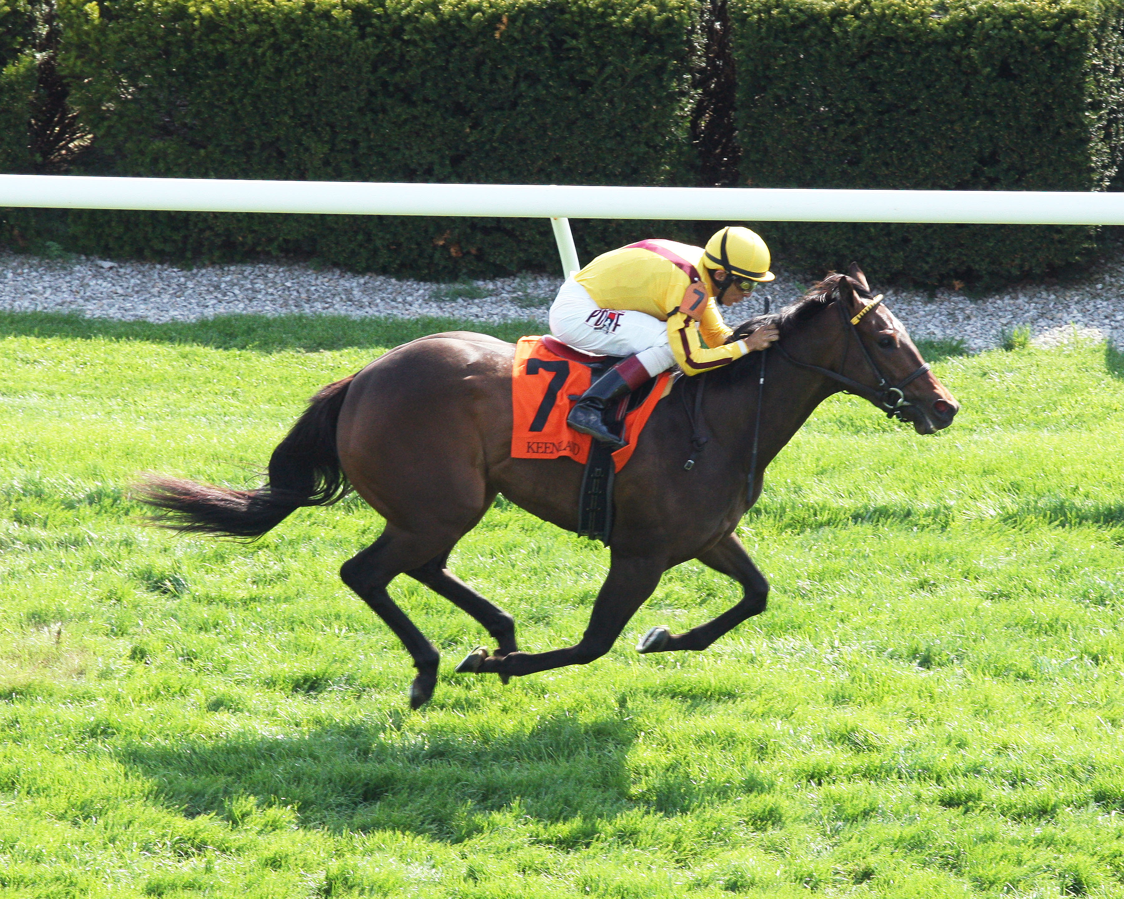 Lady Aurelia wins the Giant's Causeway