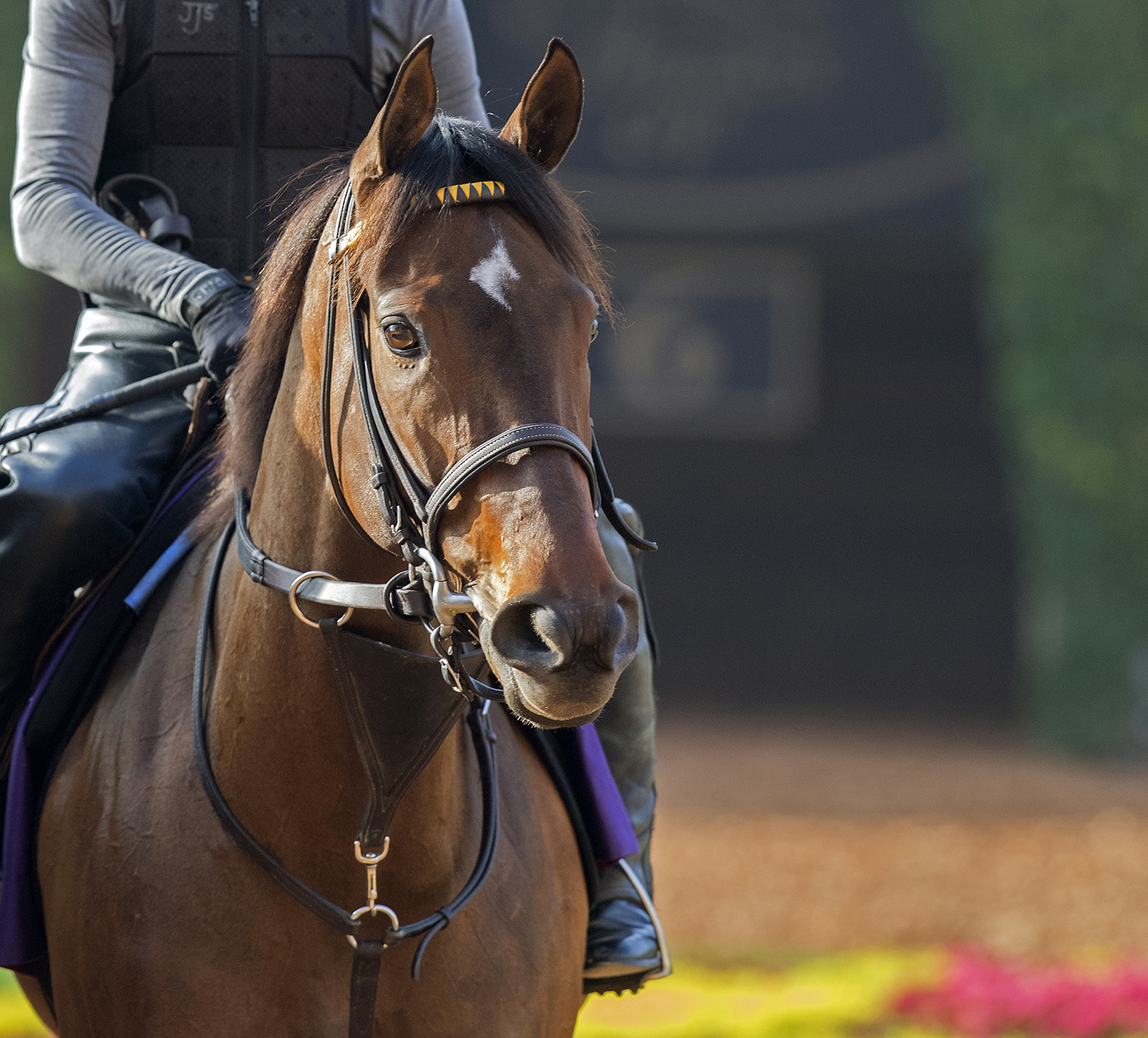 Lady Aurelia in October 2017
