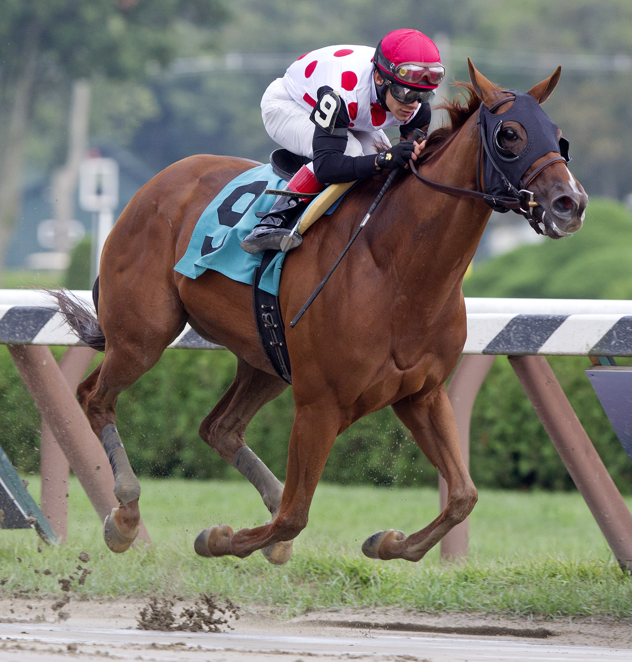 Lady Cohiba Glens Falls