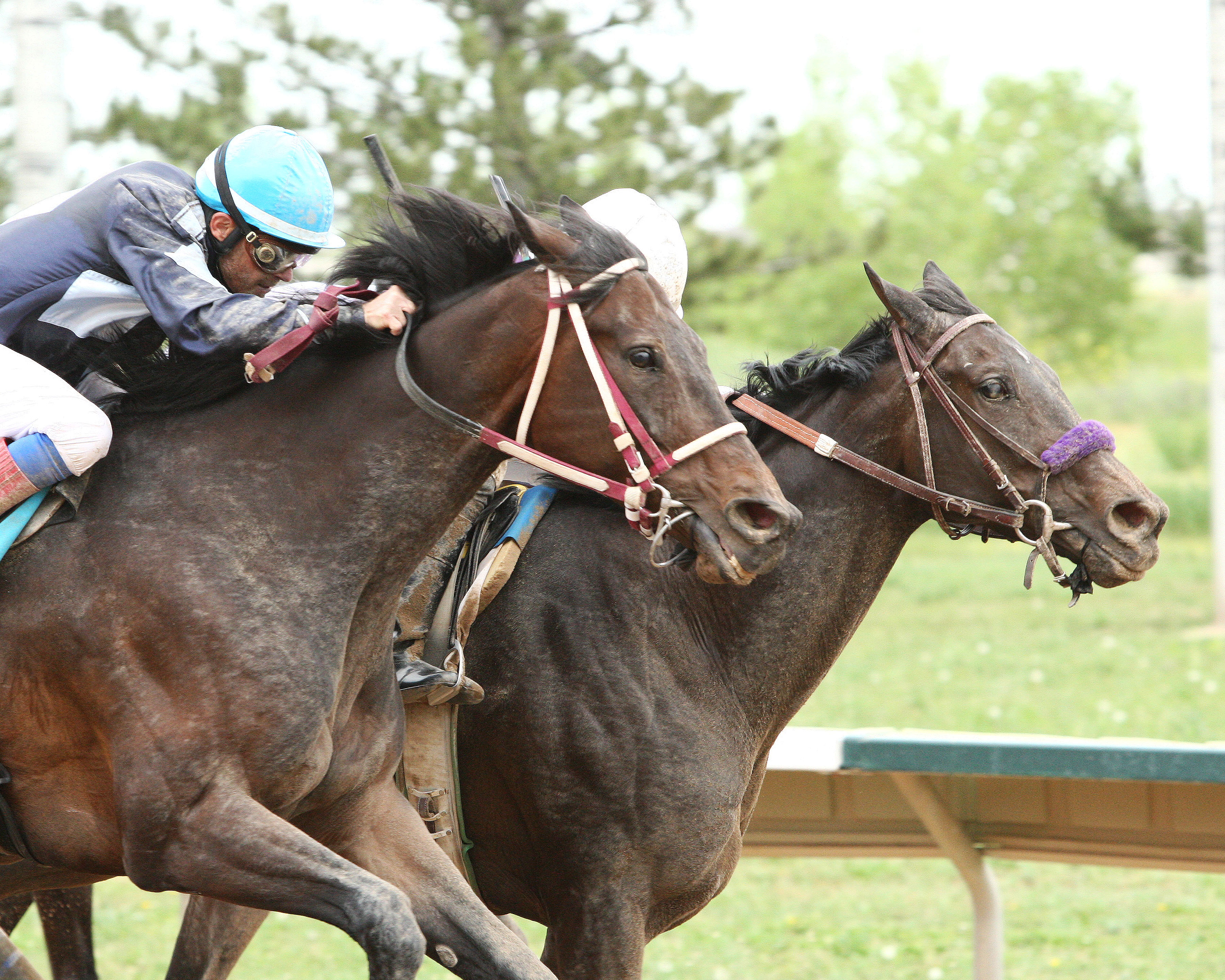 Lady Contender 6-28-2015