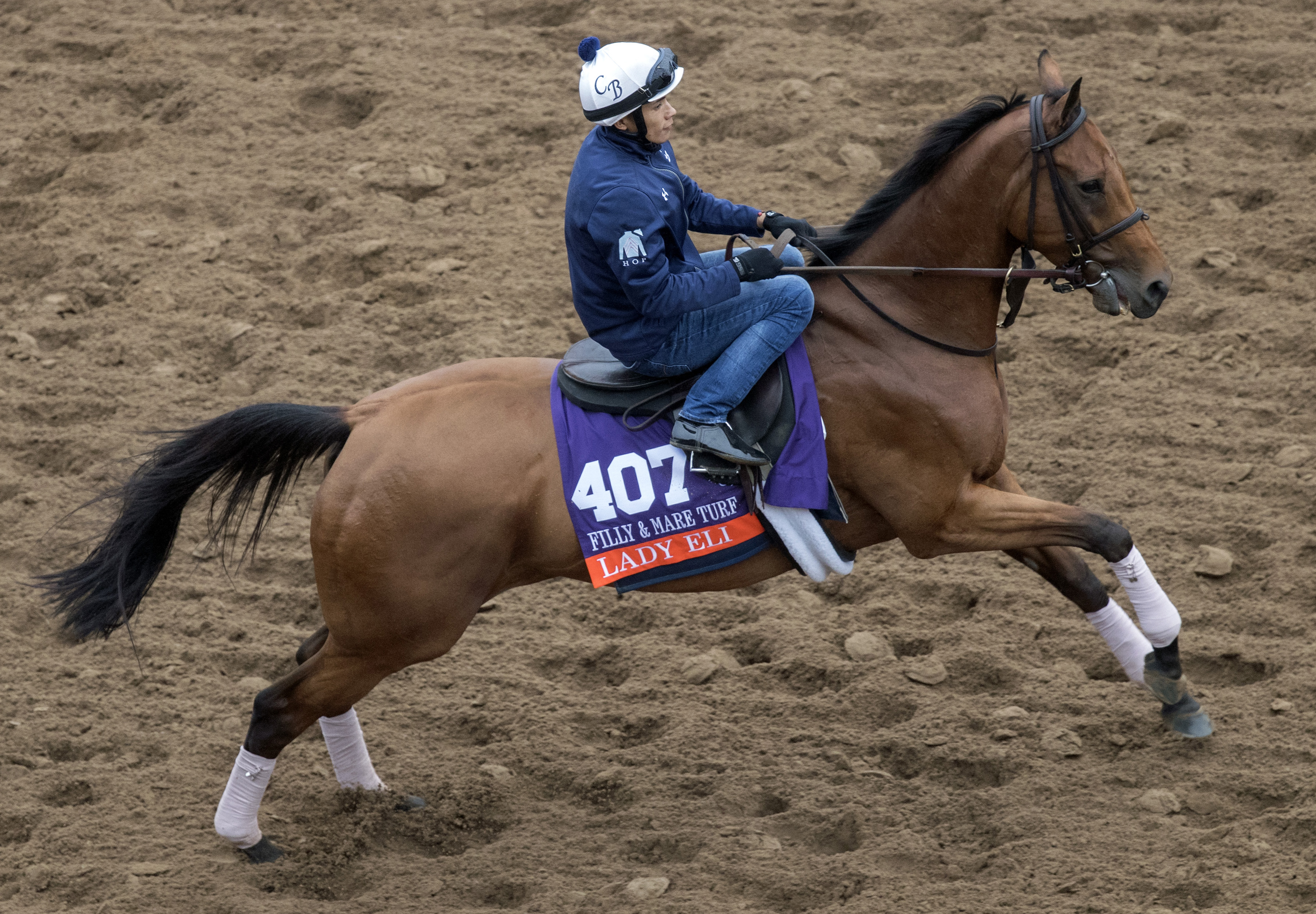 Lady Eli trains at Del Mar on 10.31.17