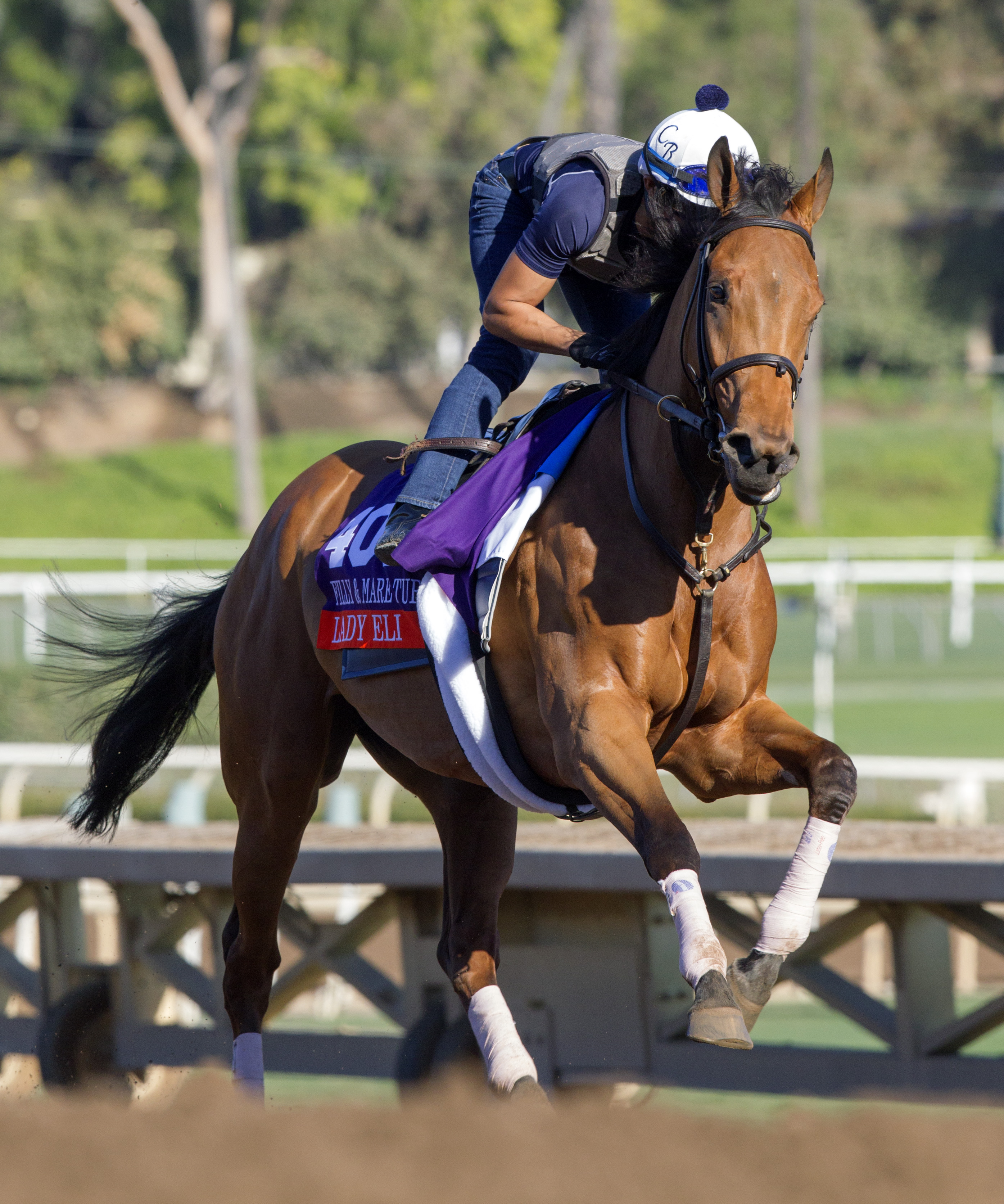 Lady Eli trains at Santa Anita on Nov. 2