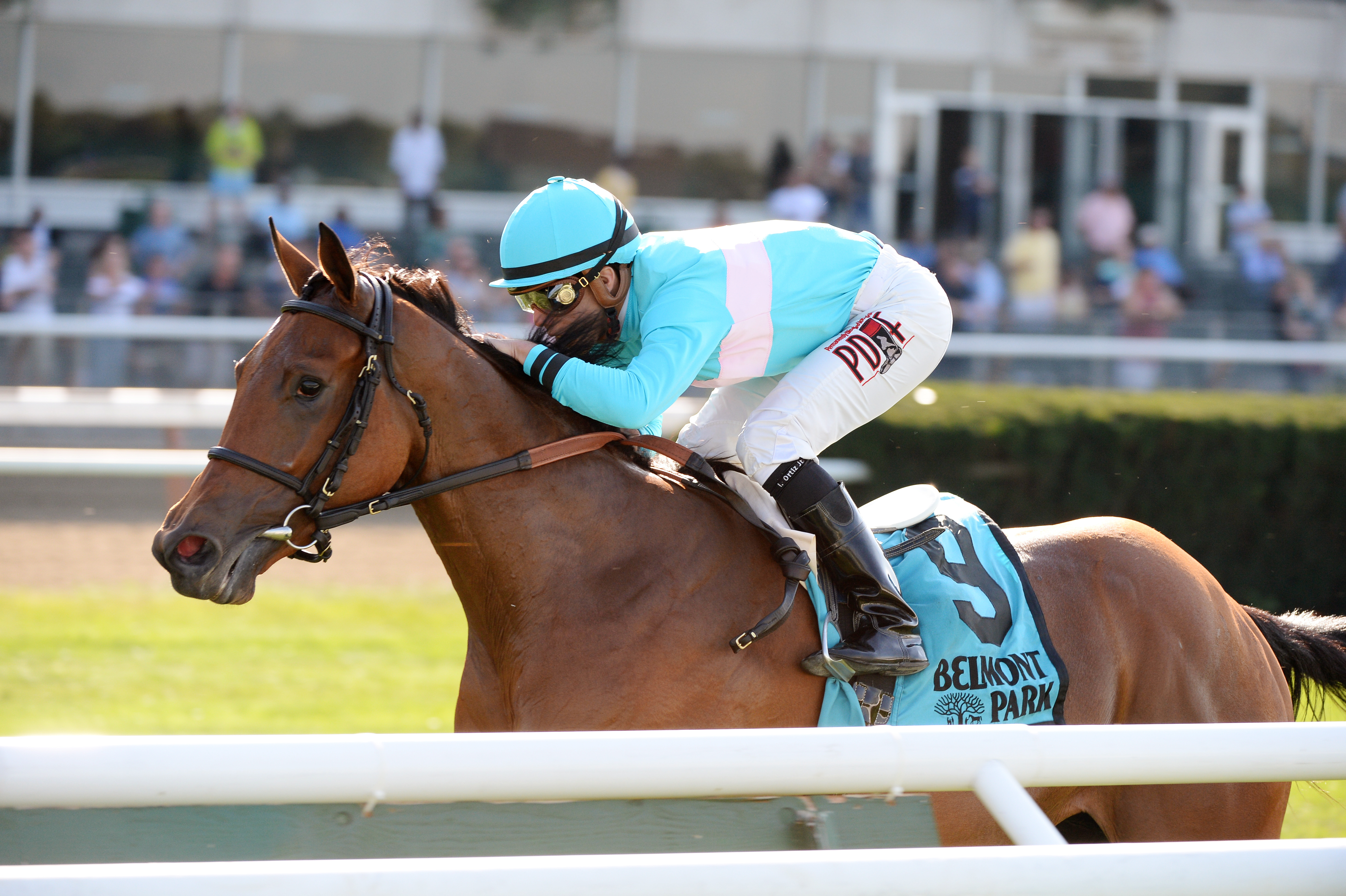 Lady Eli wins the Miss Grillo