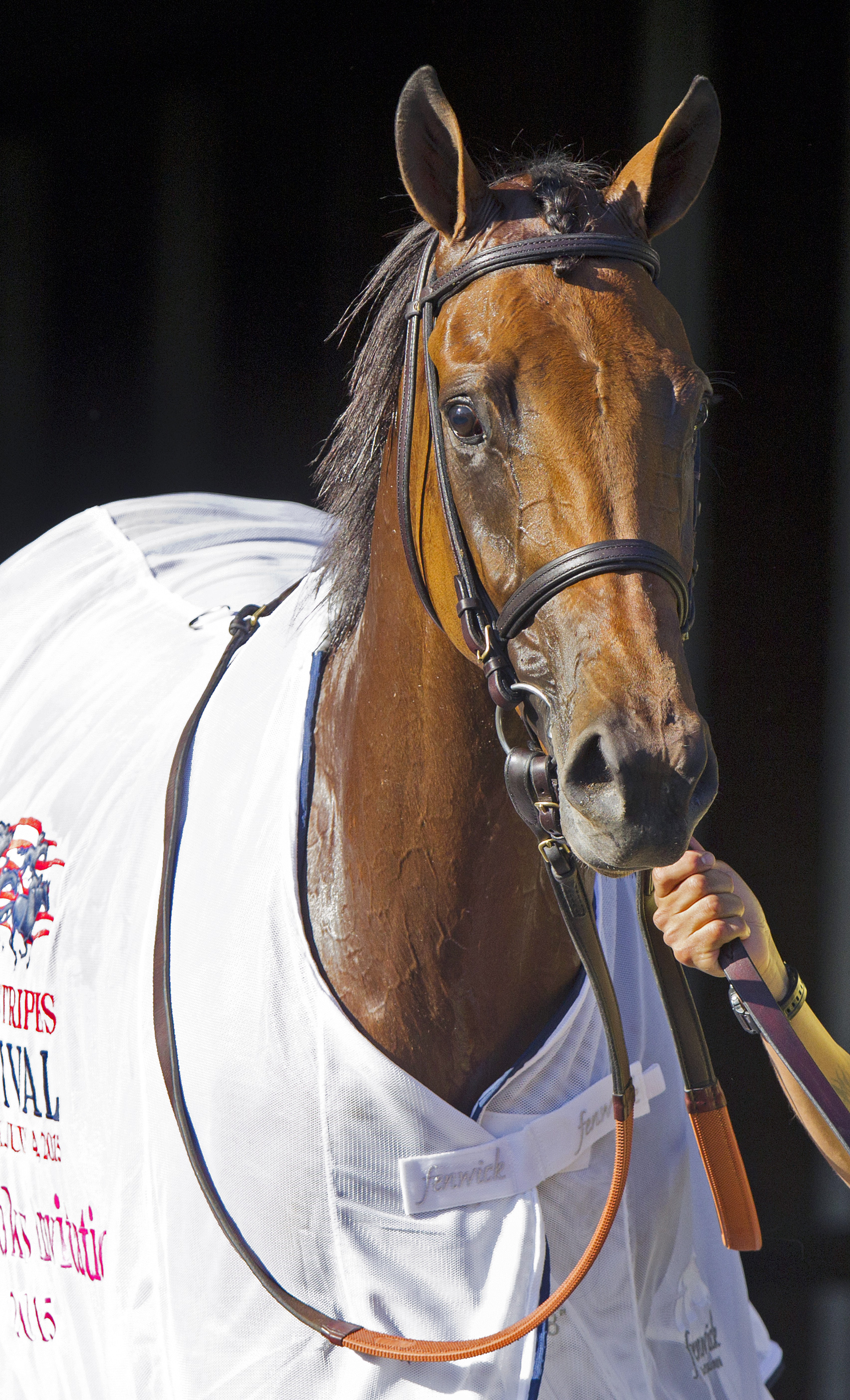 Lady Eli