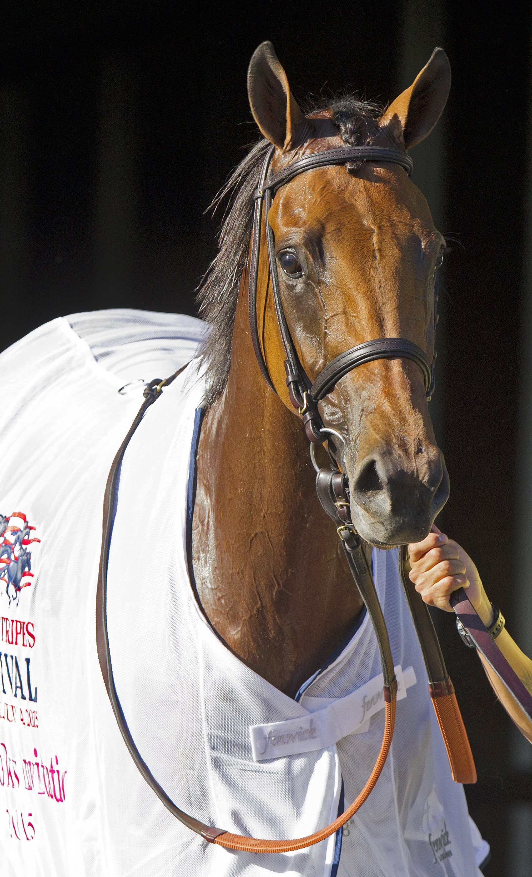 Lady Eli