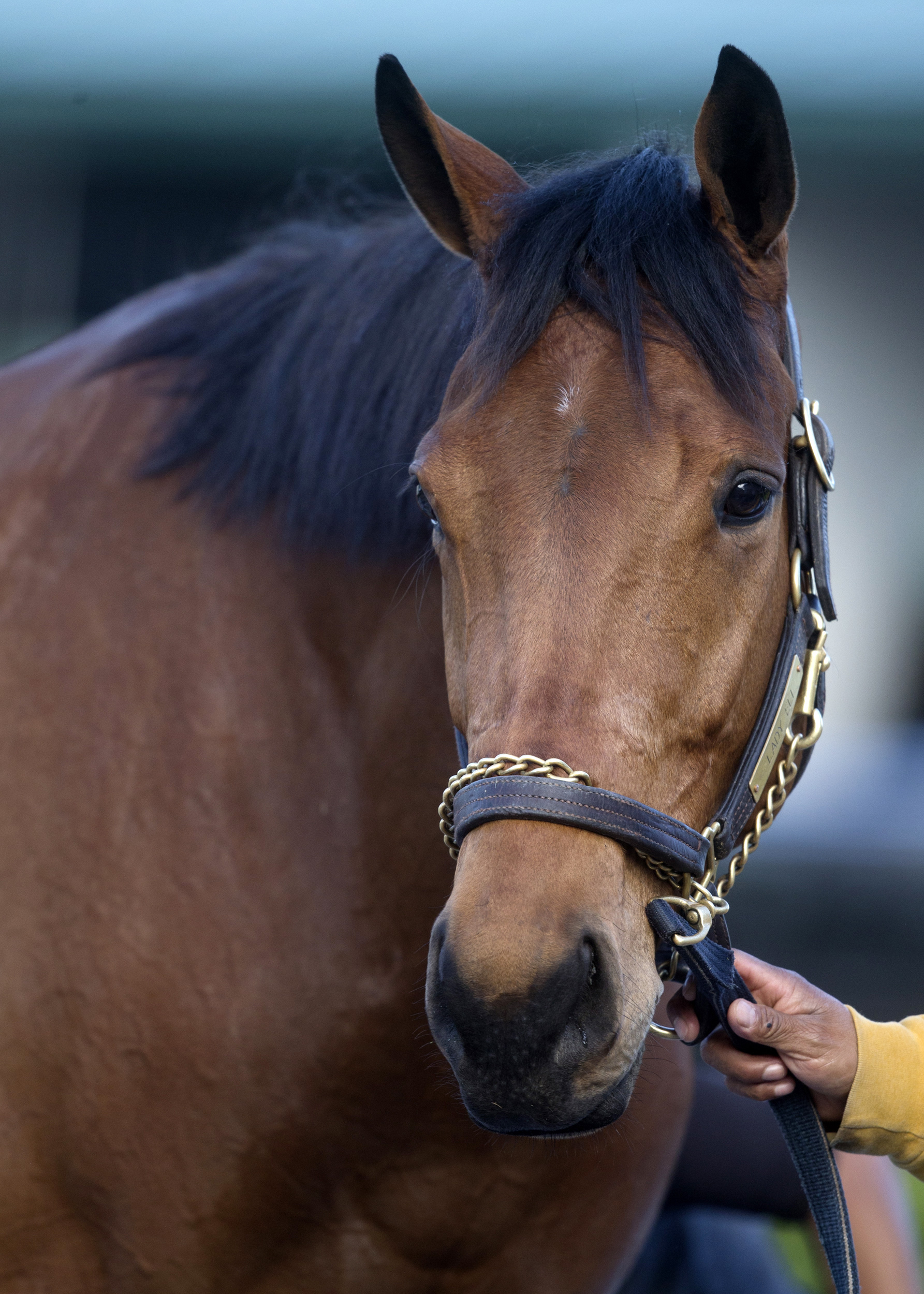 Lady Eli