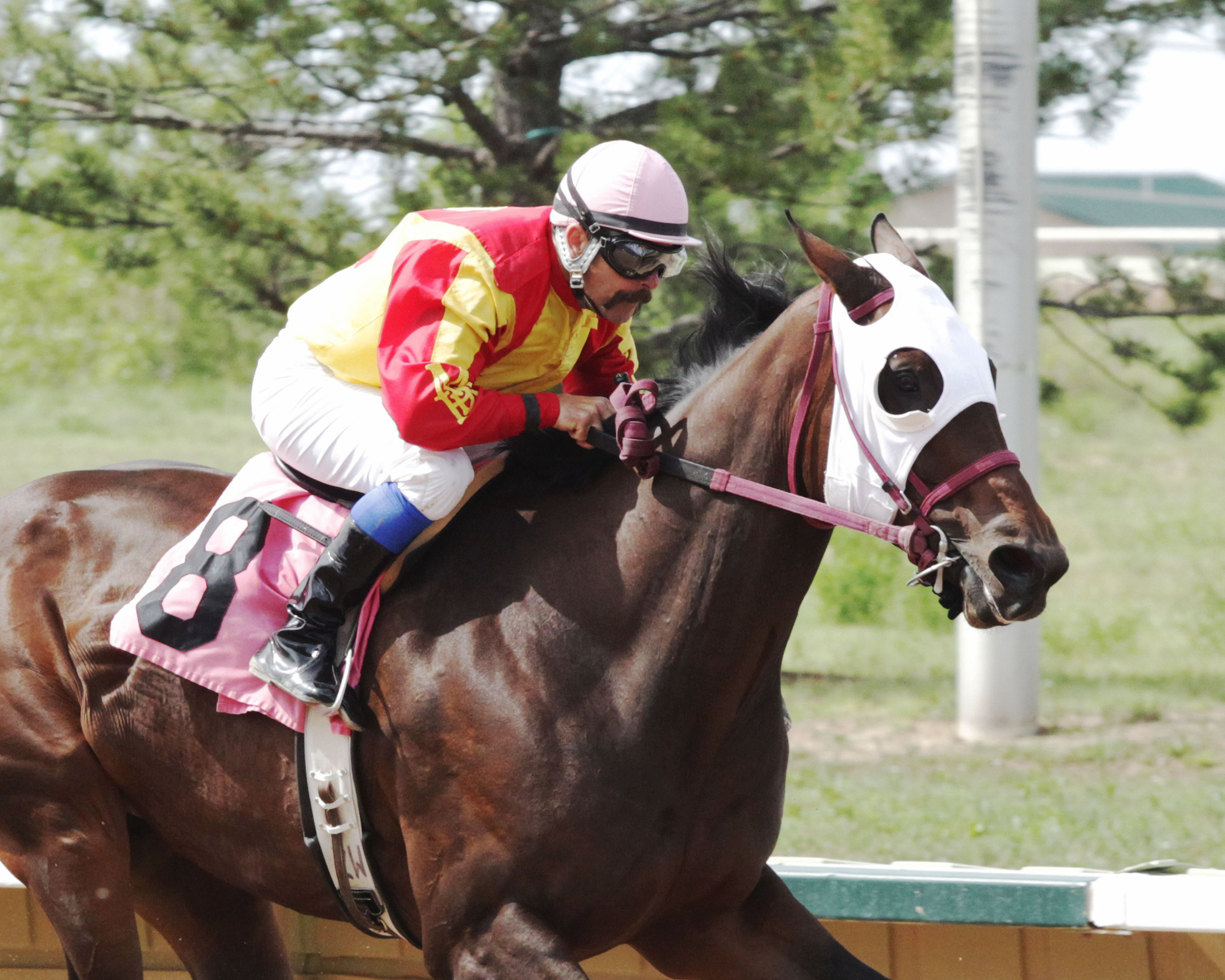 Lady Jila wins the 2014 Molly Brown