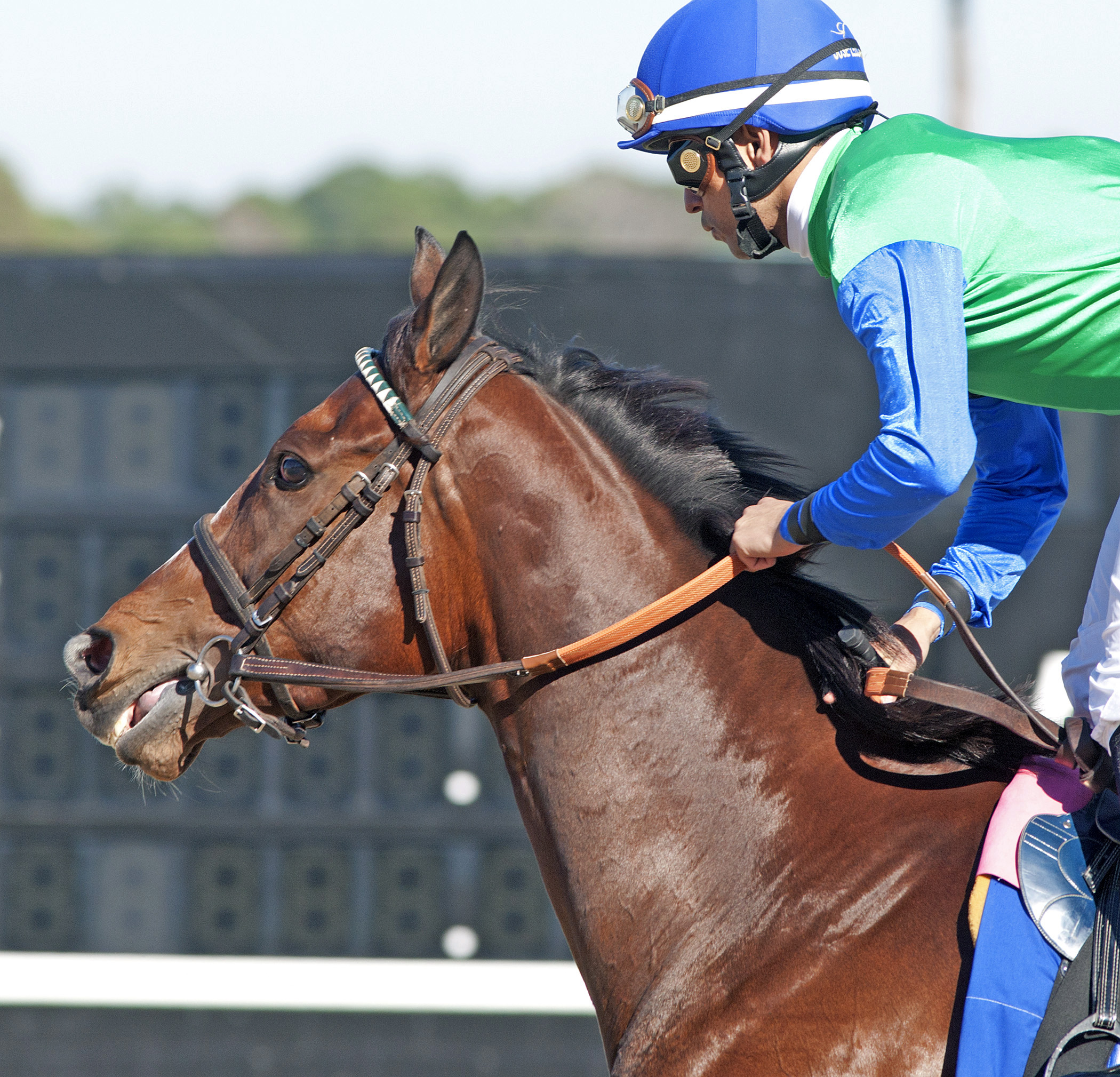 Lady Lara finishes second in the Endeavour Stakes