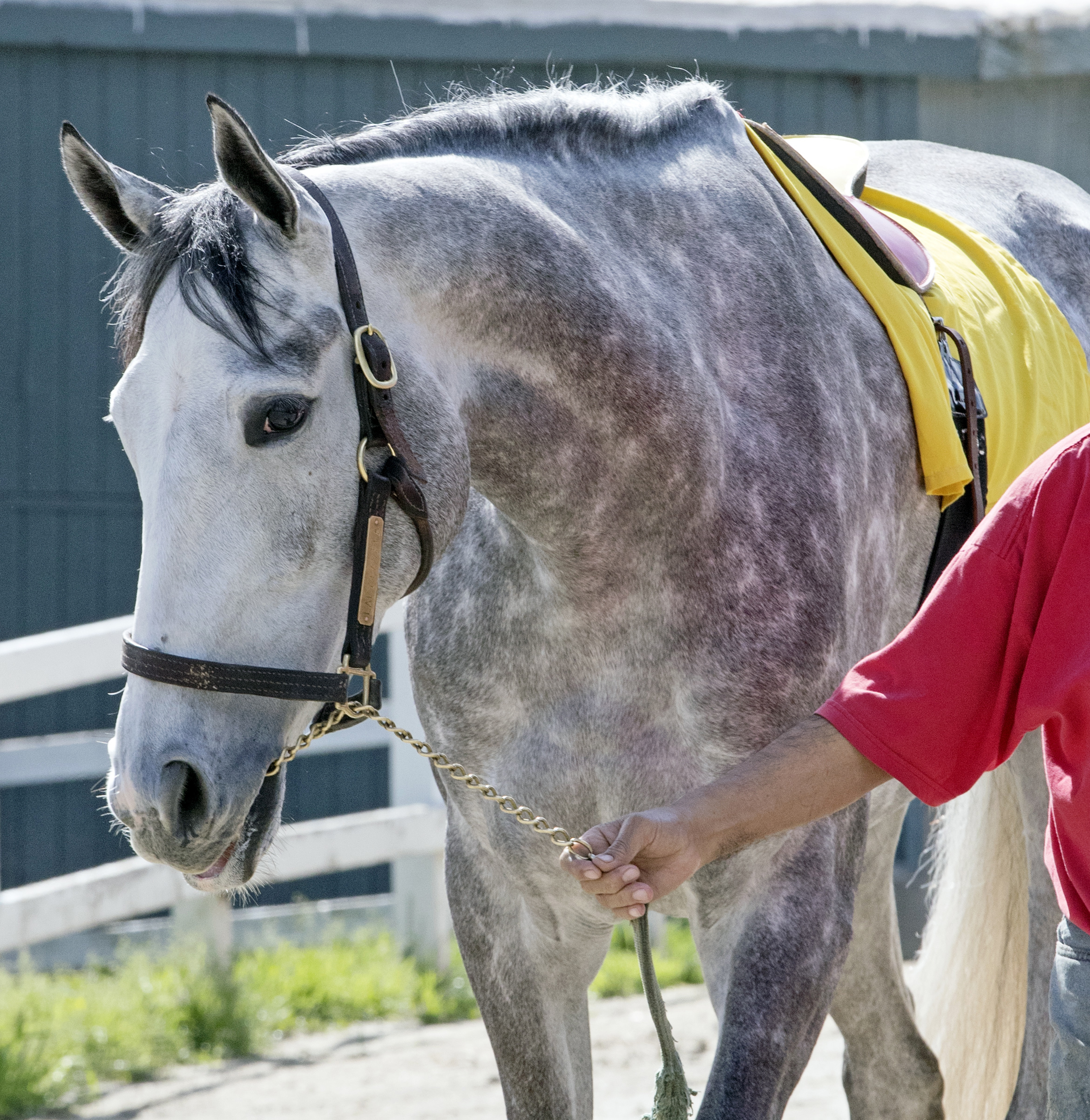 Lady Pamela at Santa Anita on Feb. 22