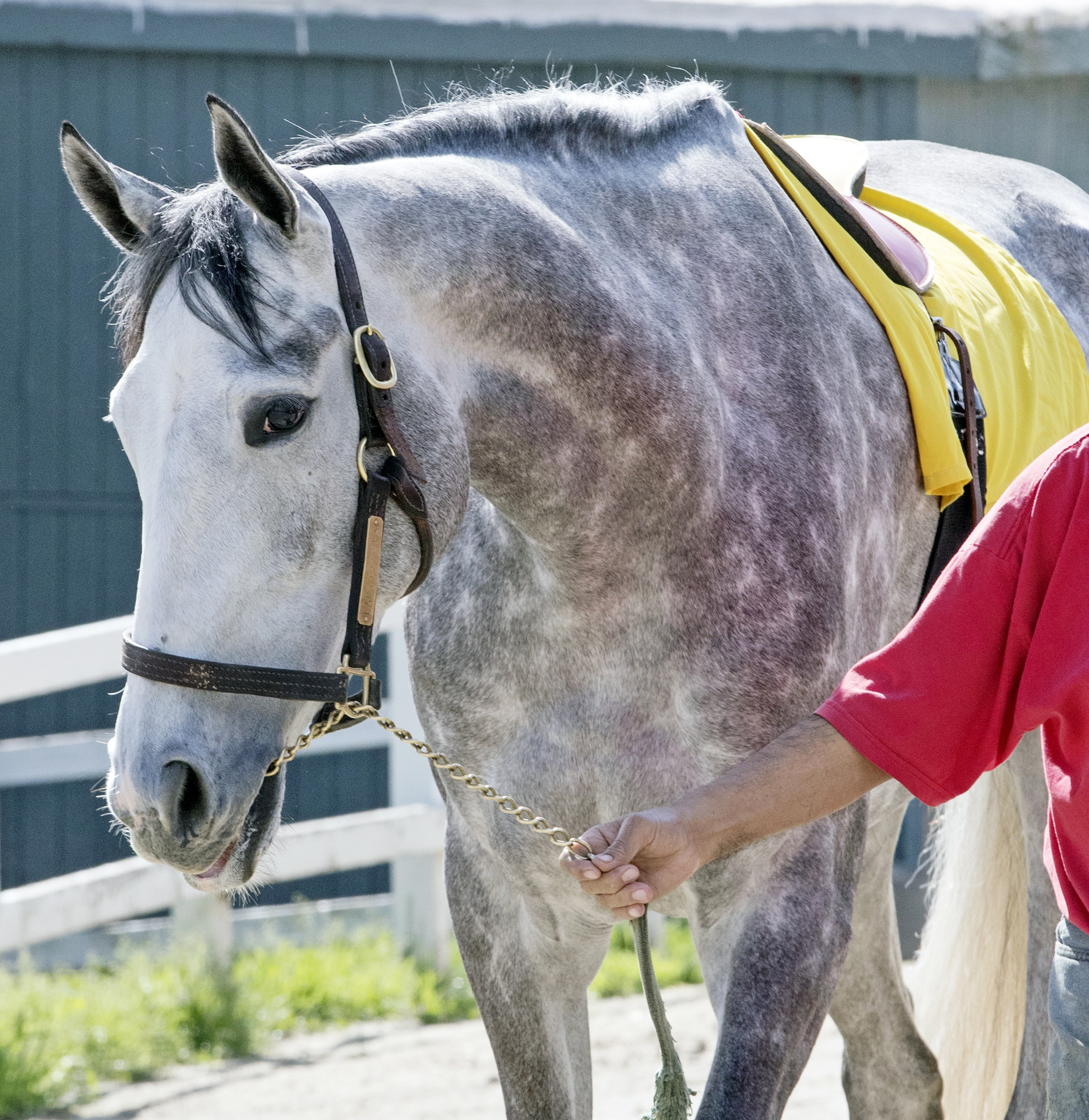 Lady Pamela at Santa Anita on Feb. 22