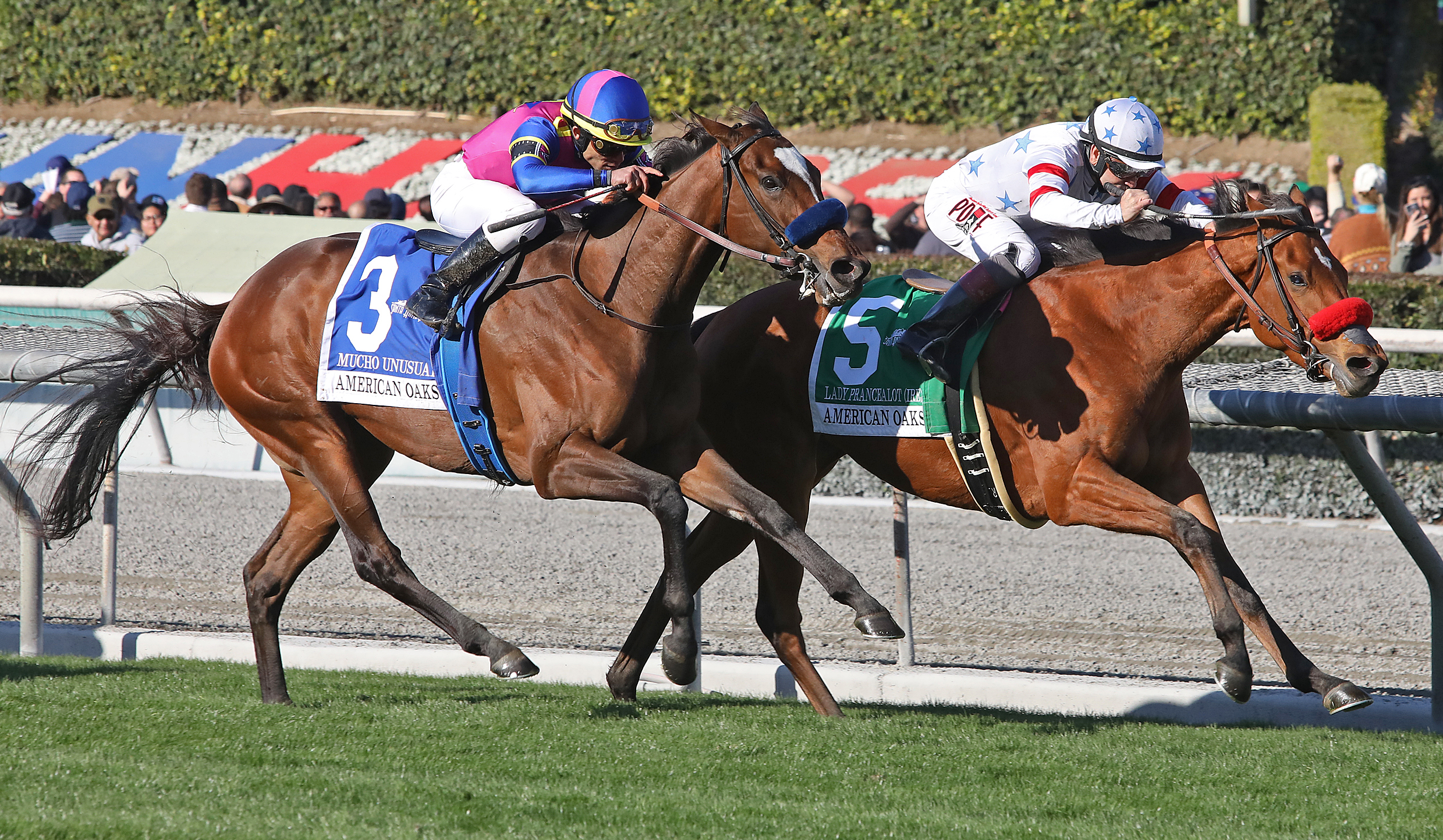 Lady Prancealot (No. 5) outfinishes Mucho Unusual to take the Grade 1 American Oaks by a half-length.