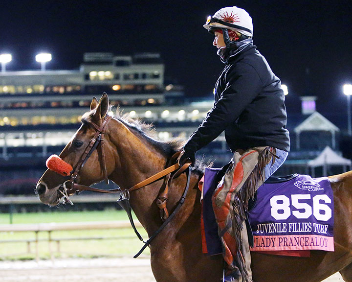 Lady Prancealot at Churchill on Nov. 2