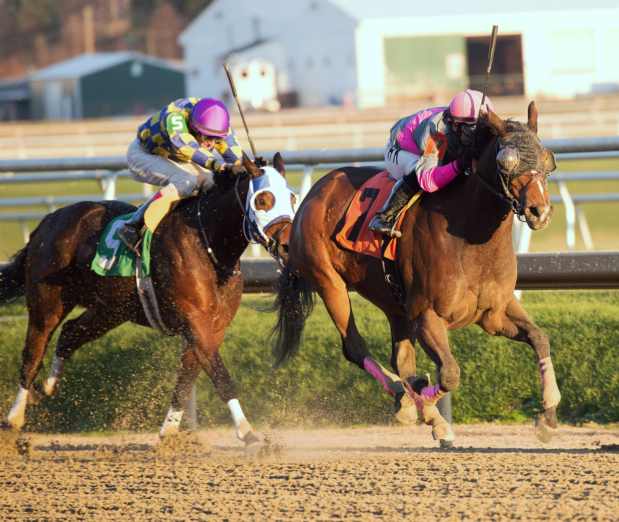 Lady Sabelia wins the Willa on the Move Stakes