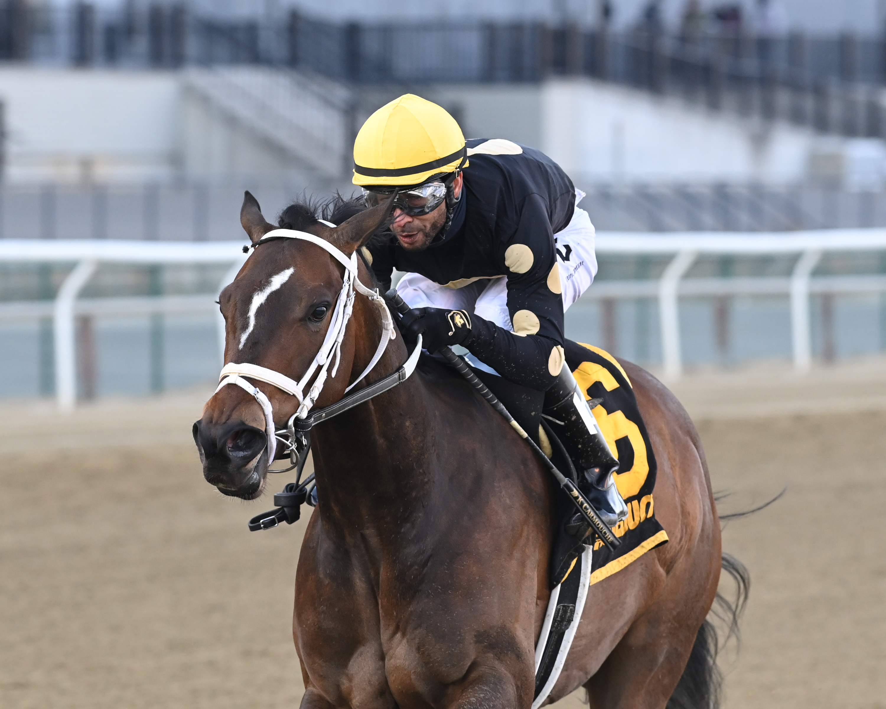Lady Scarlet wins the Cicada Stakes.03.19-2022