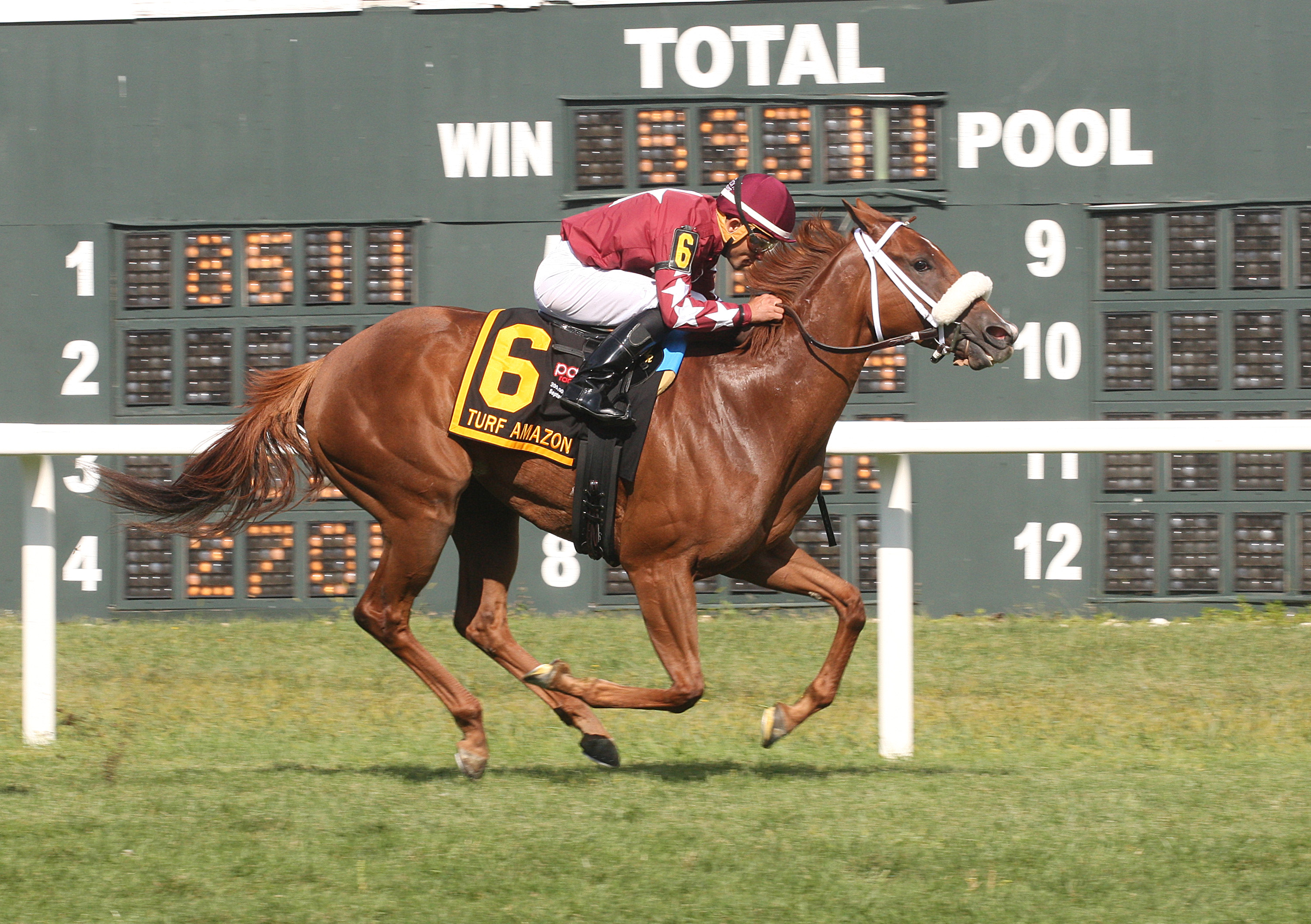 Lady Shipman wins the Turf Amazon Stakes