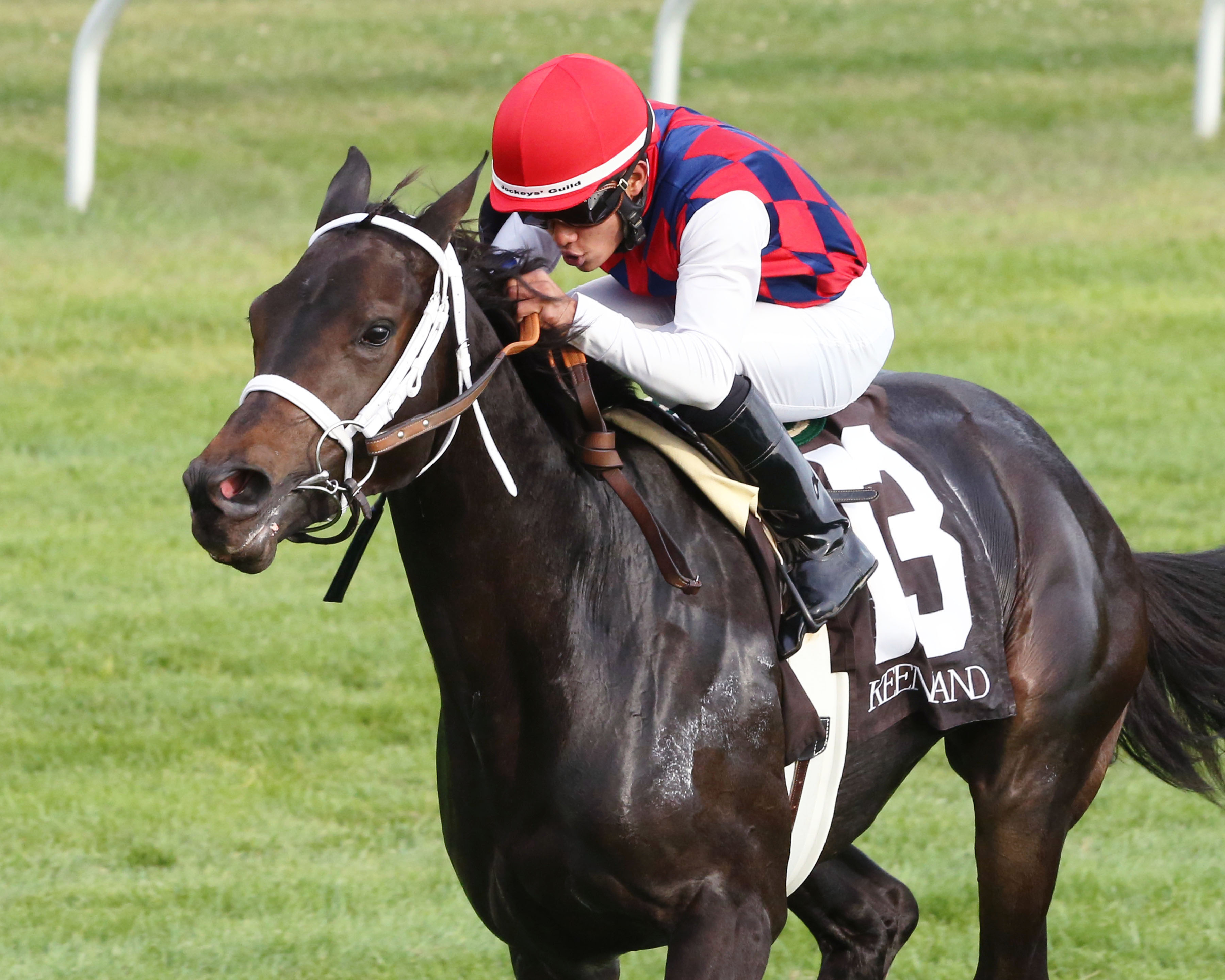 Lady Zuzu wins a maiden turf race