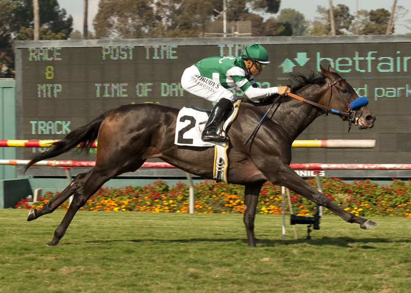 Lady of Shamrock/American Oaks
